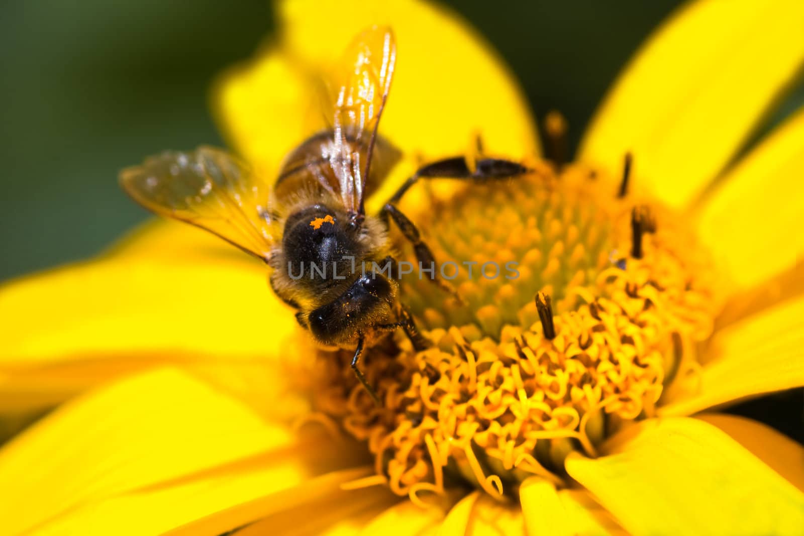 Honey-bee on yellow flower by Colette