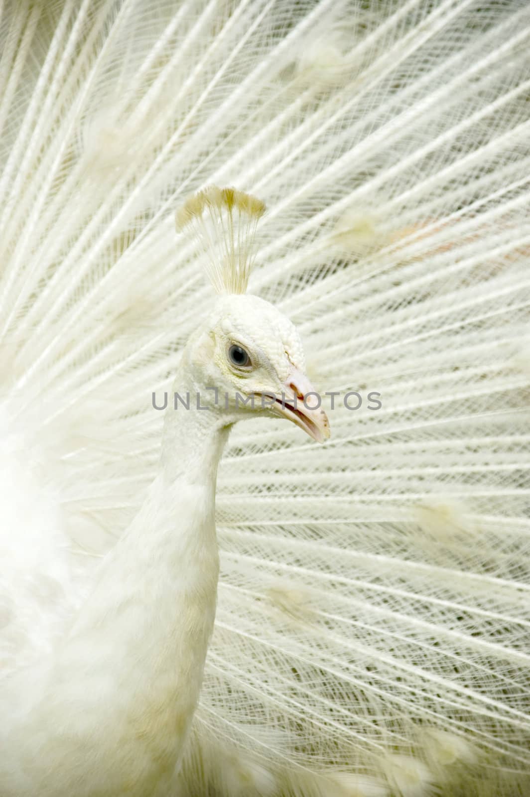 closeup on a nice white peacock 
