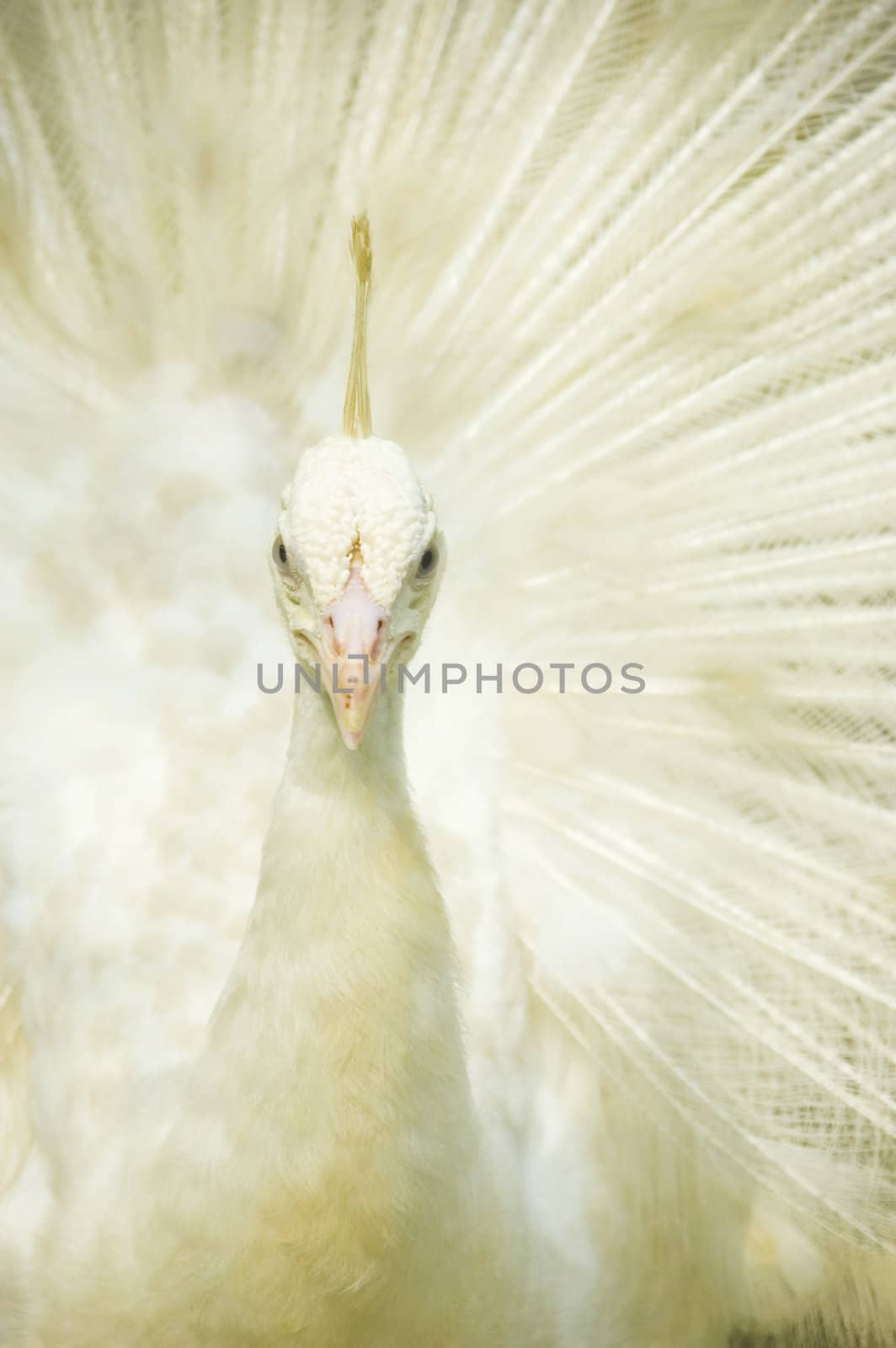 closeup on a nice white peacock 