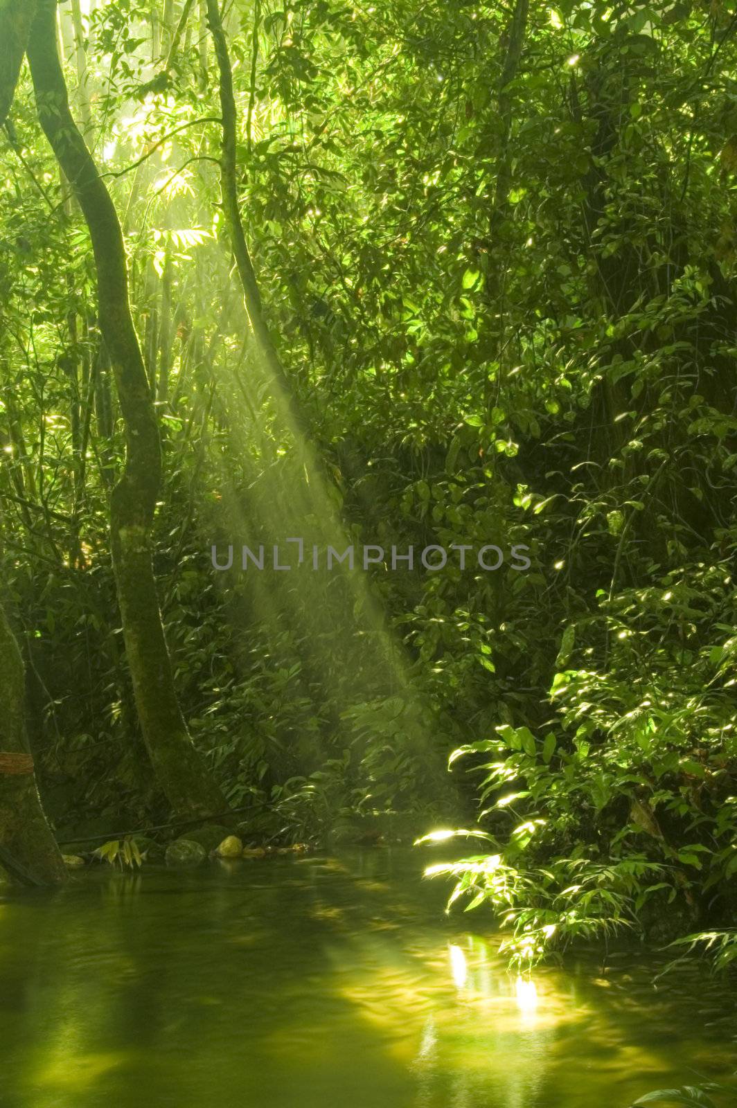 sunbeam in green forest with water reflection in morning 