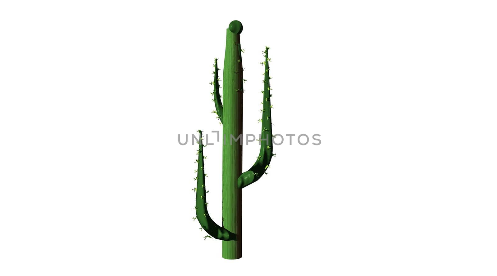 Green cactus alone on white background