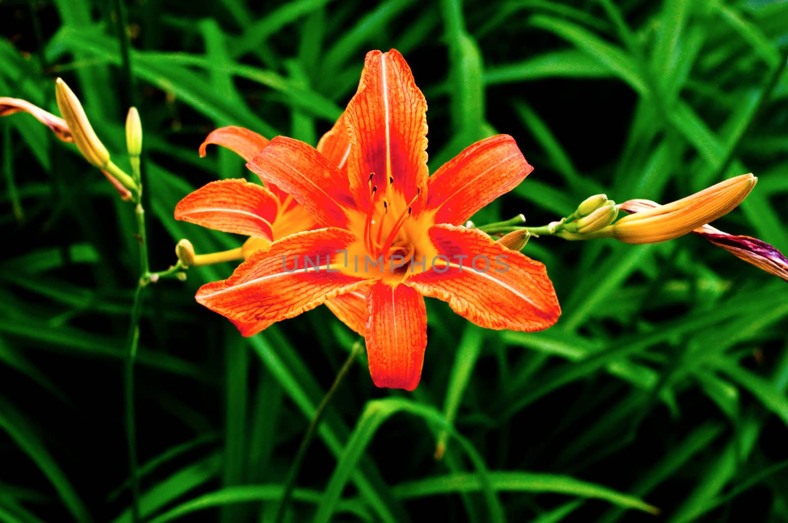 Beautiful flower close up in a garden