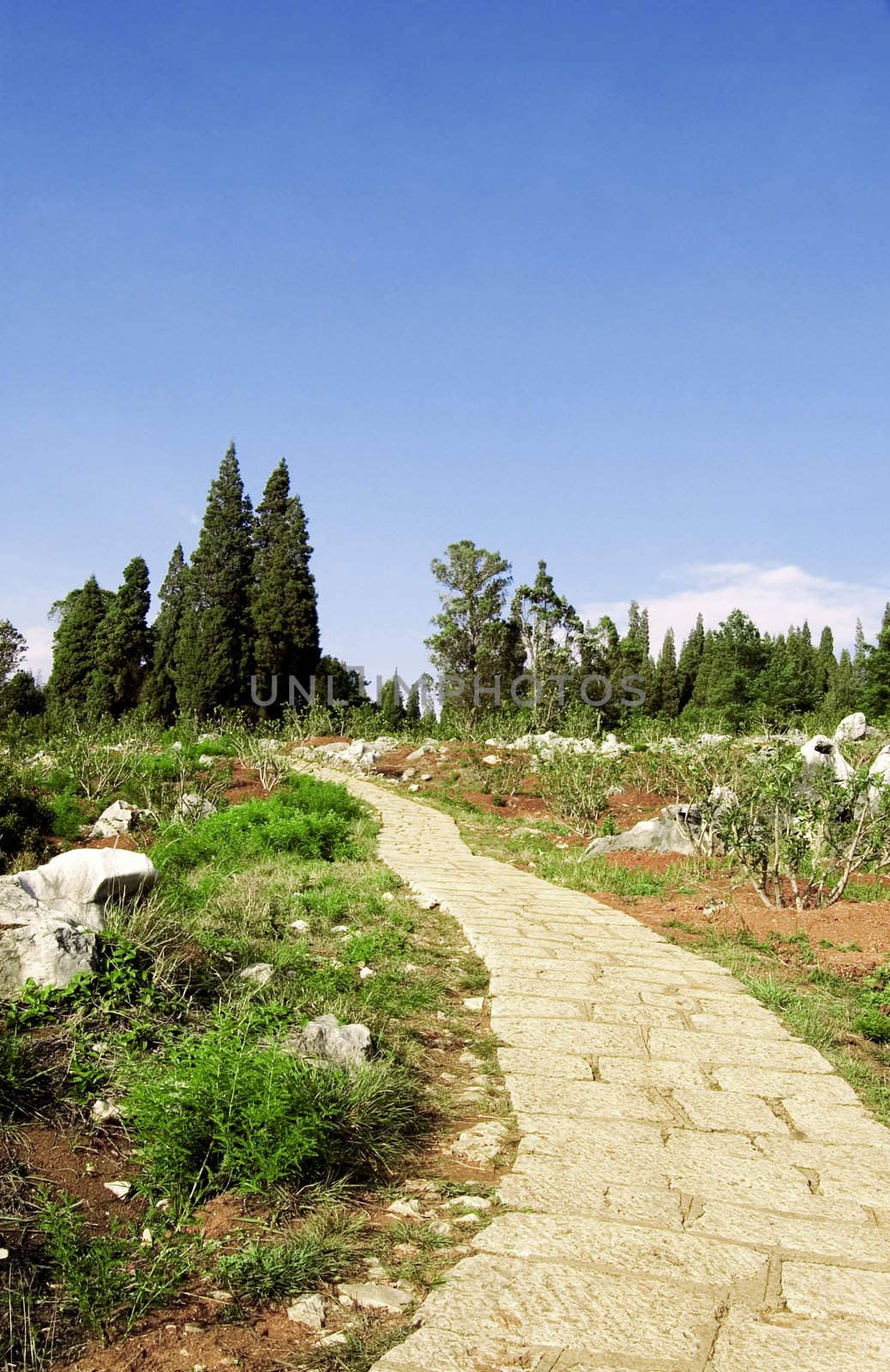 road towards forest 
