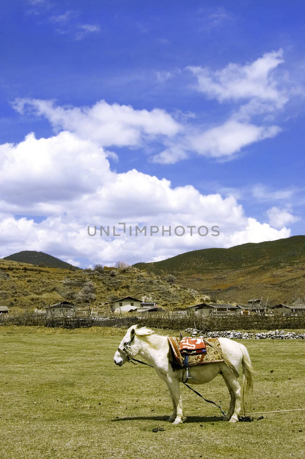 white horse stand on the grassland 