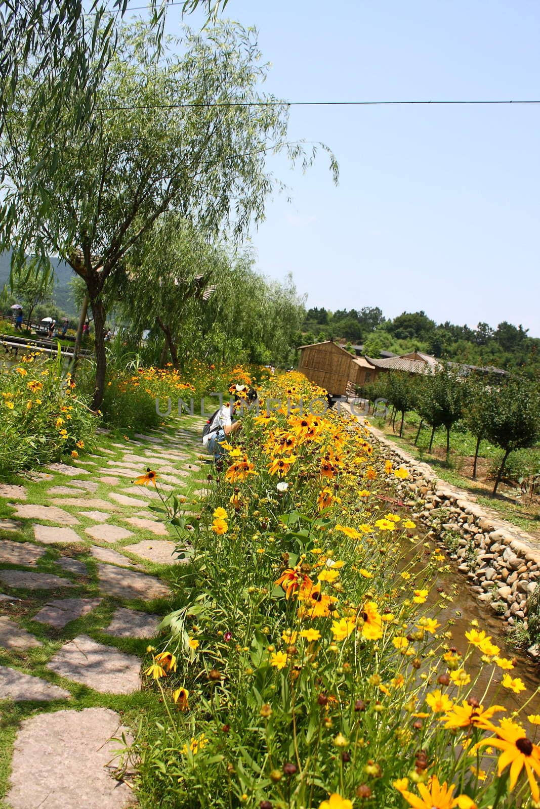 Flowers path by limengdi