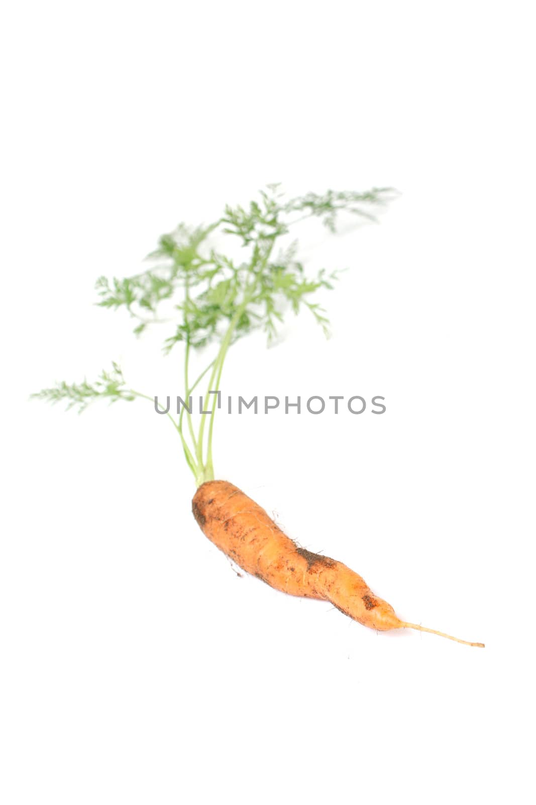 A closeup of a carrot on white