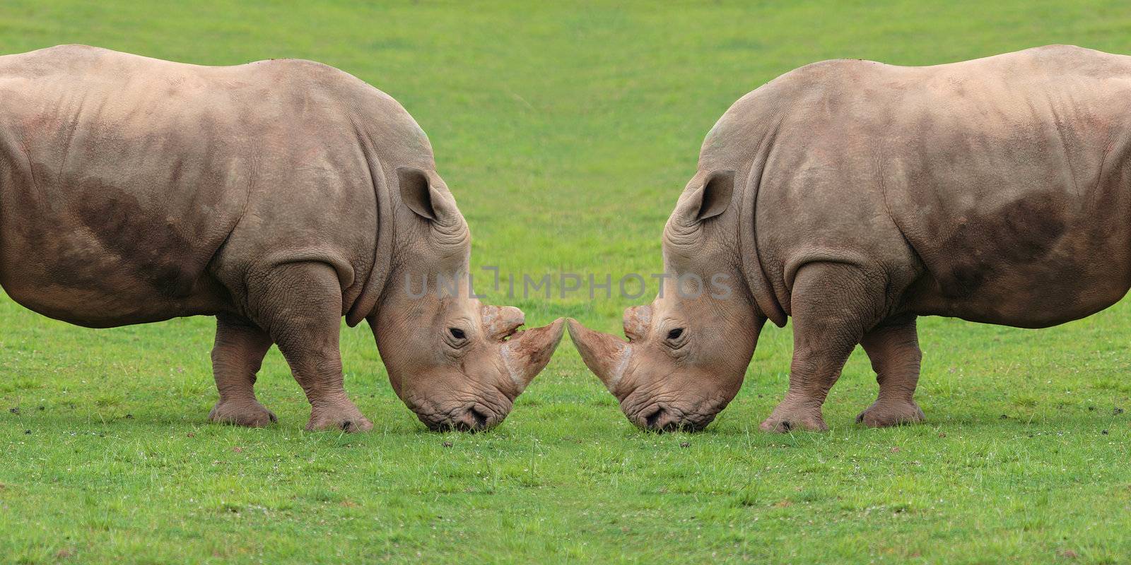 Two rhinoceros on fight