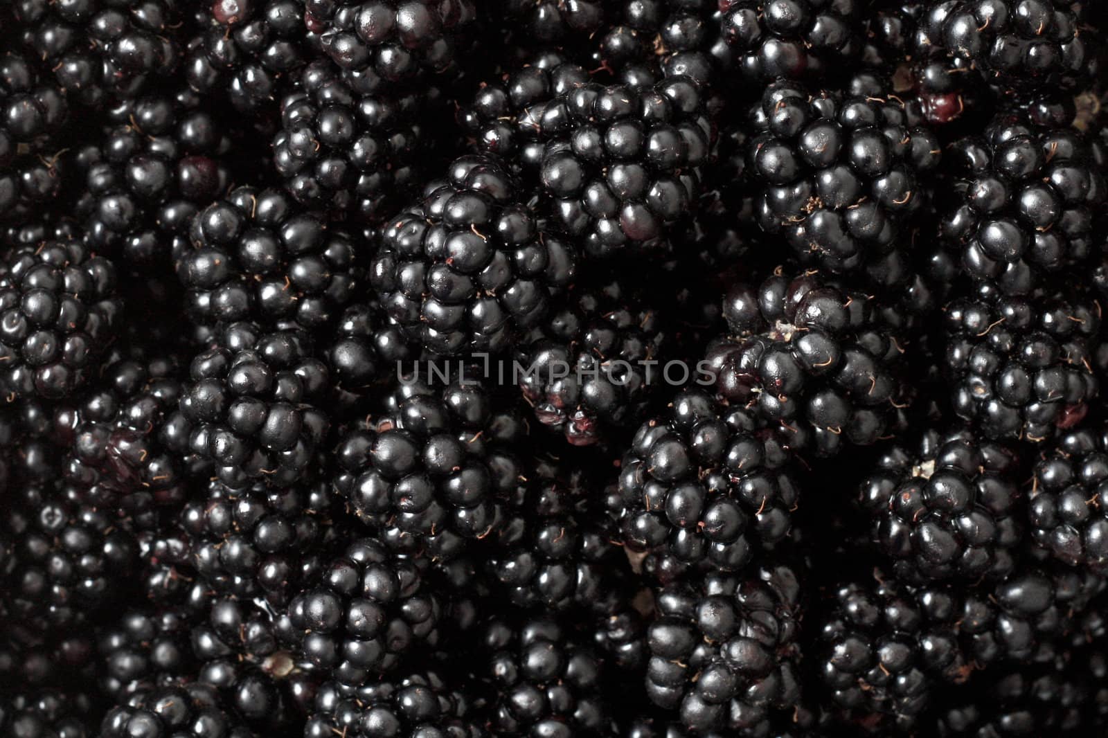 Zoomed in on blackberries all over