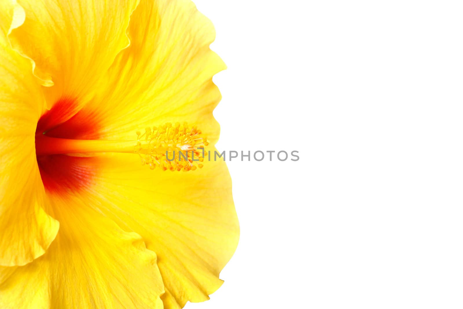 A beautiful hibiscus flower on white