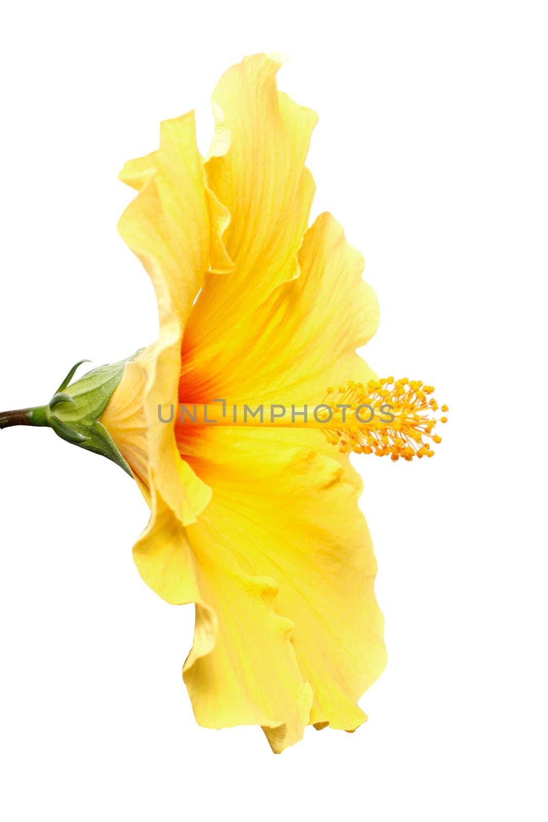 A beautiful hibiscus flower on white