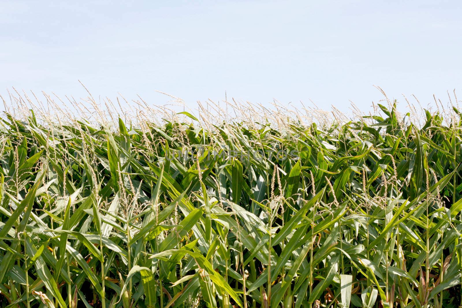 Maize field with nobody in it