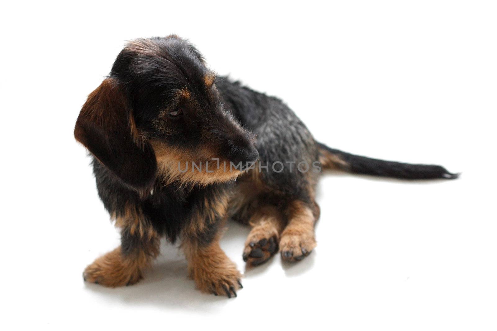 A cute dachshund puppy on the floor