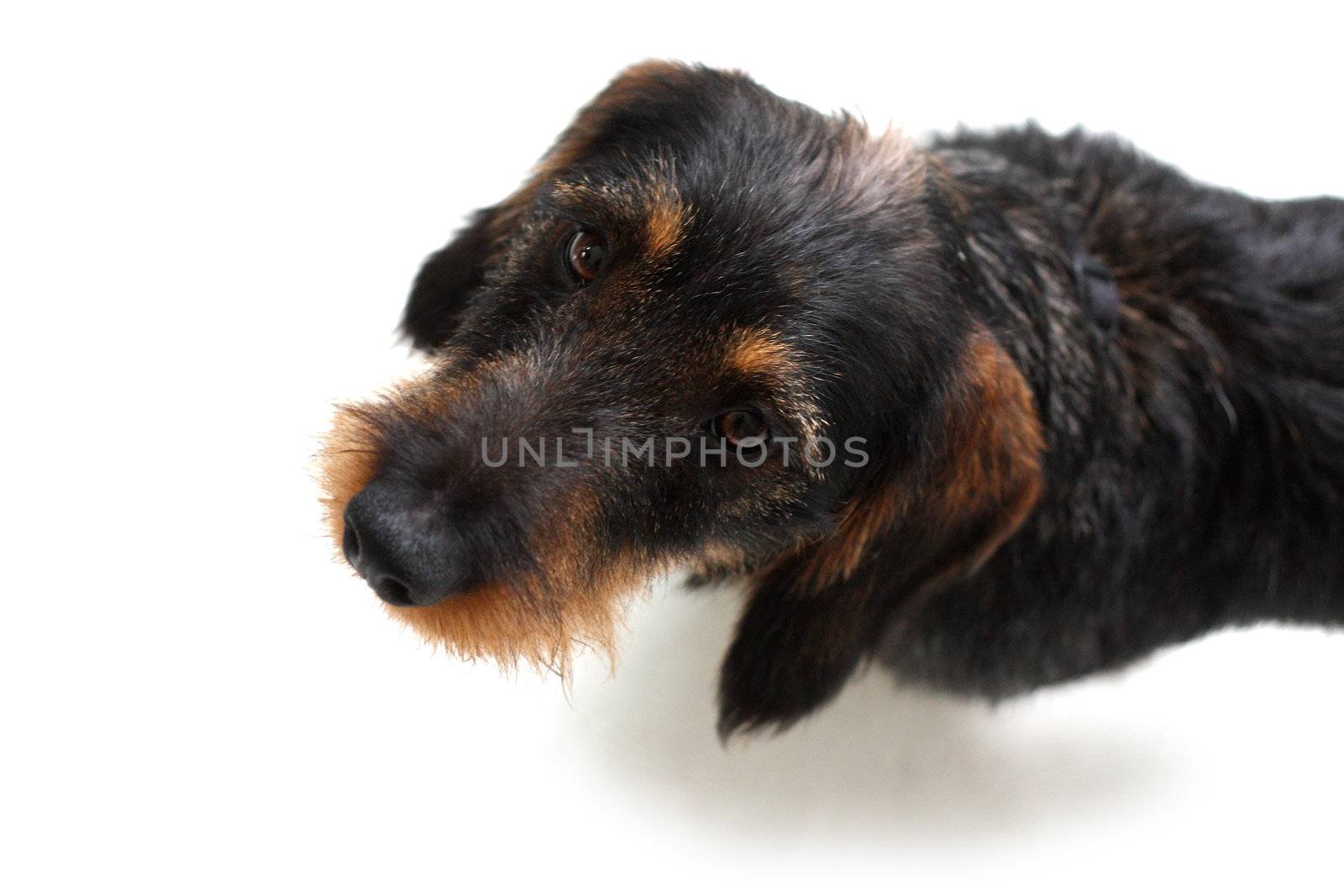 A cute dachshund puppy on the floor