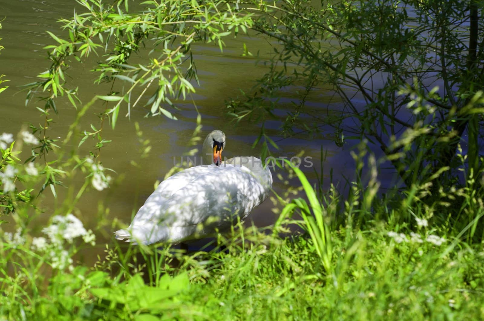 Beautiful white swan on a pond by mafffutochka