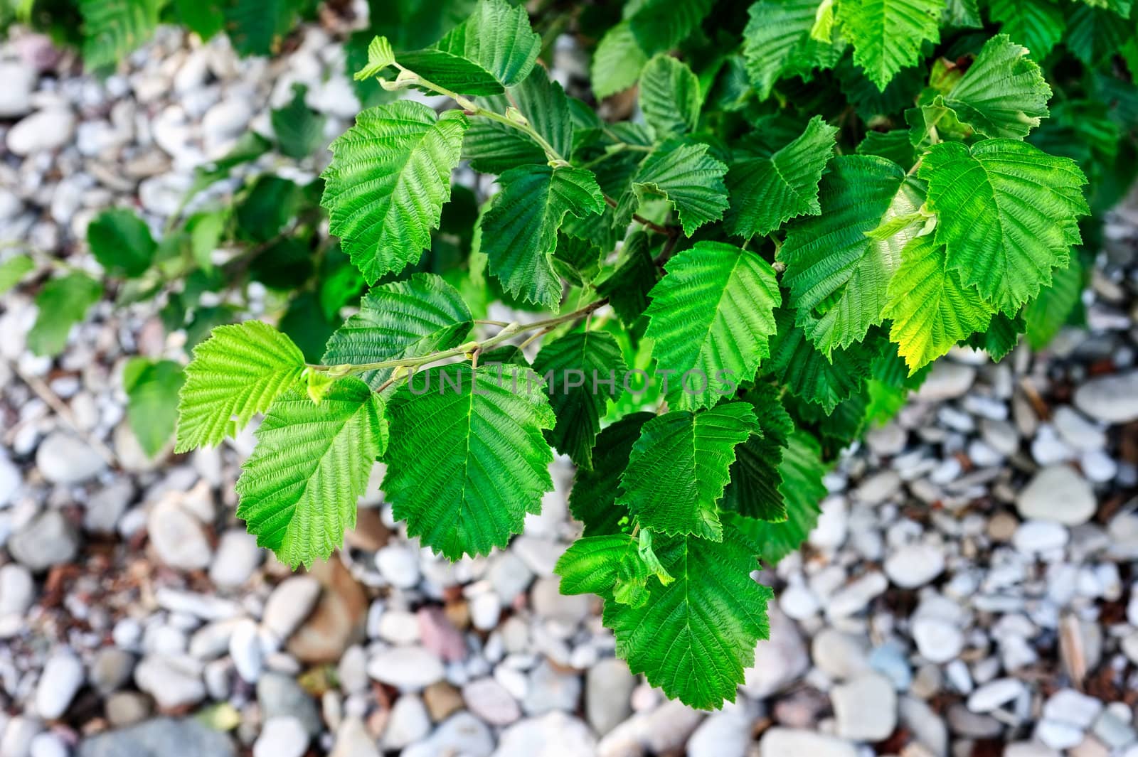 Fresh green leaves on the background of gravel