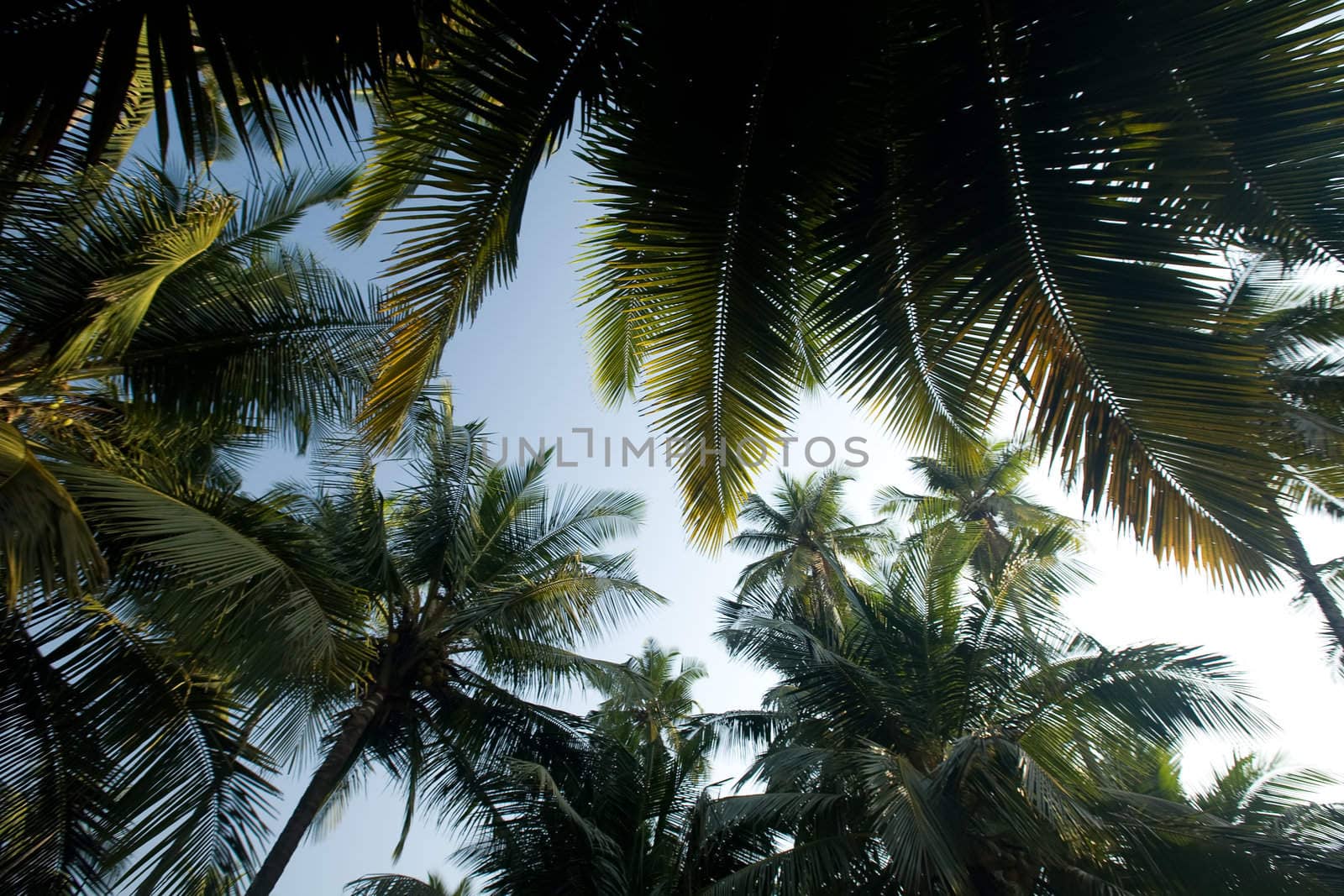 Green palms over blue sky in the Goa India