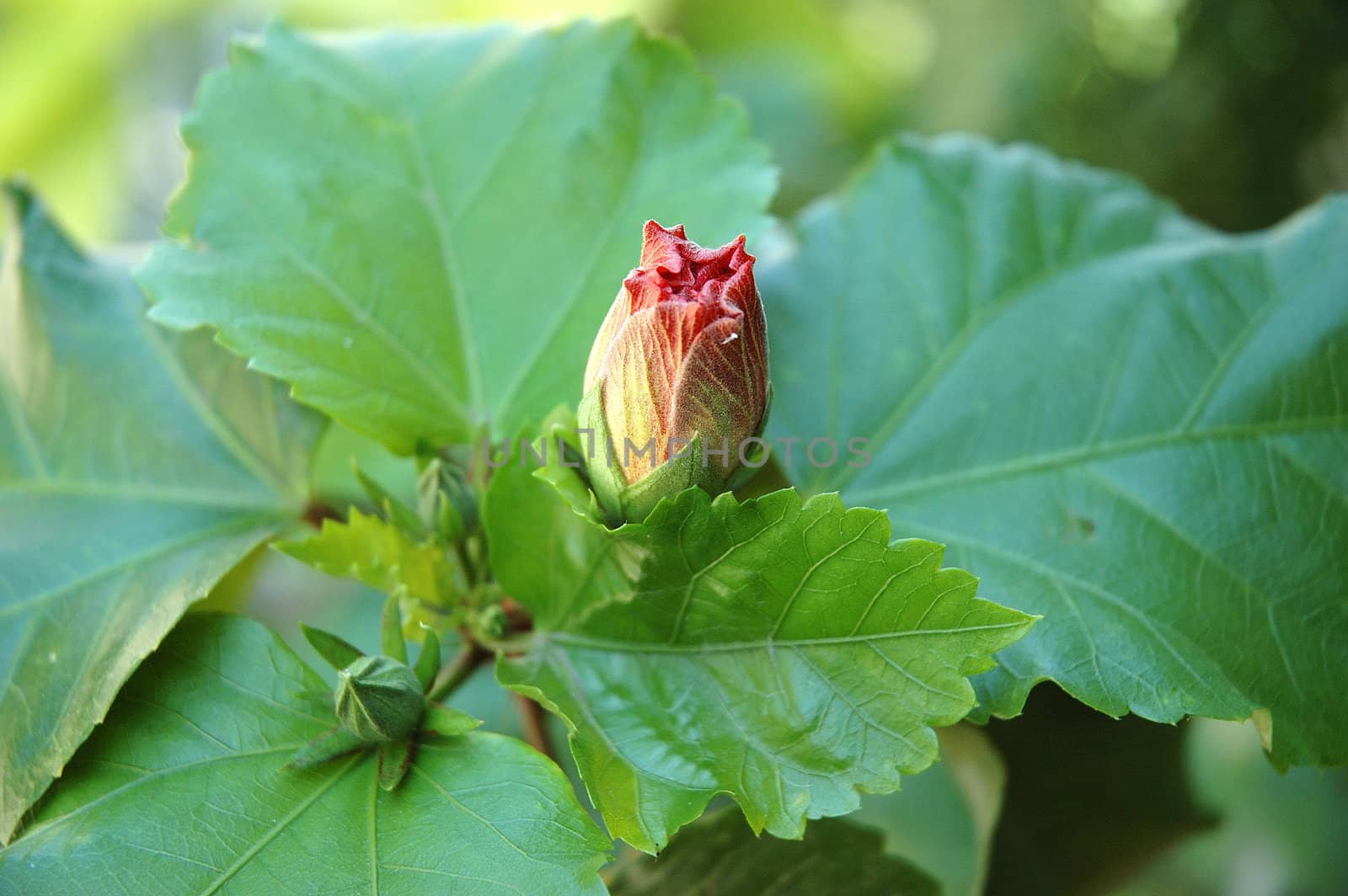 tropical flower that growth well in indonesia