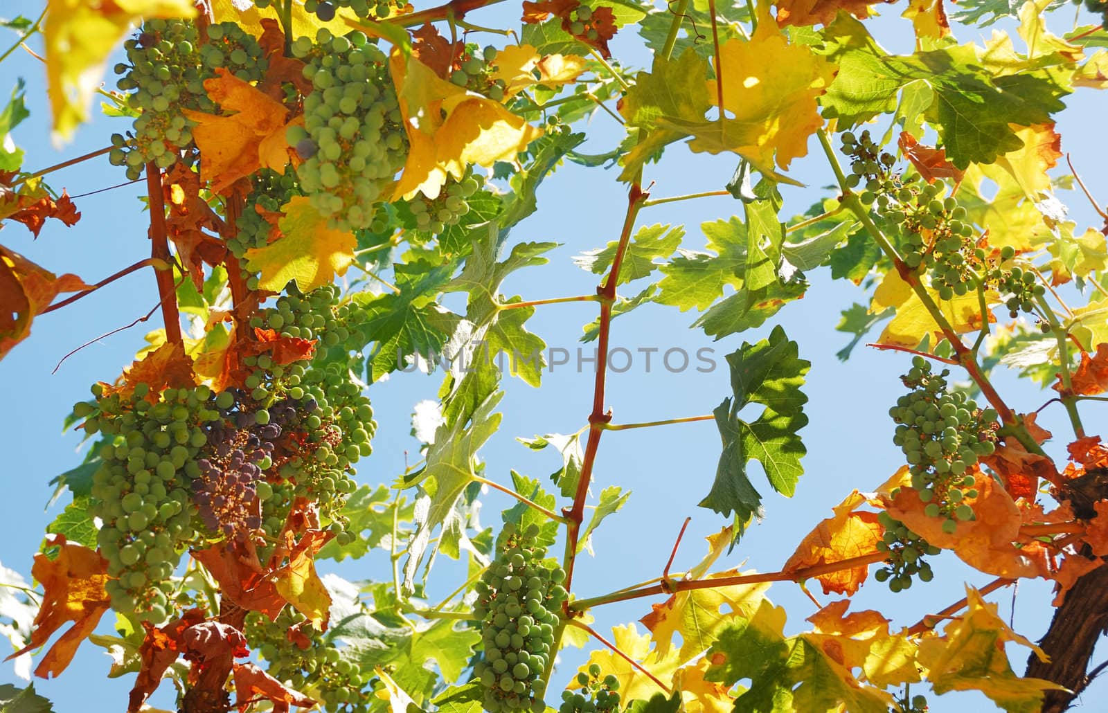 Black and white grapes shown hanging from above against the blue sky.