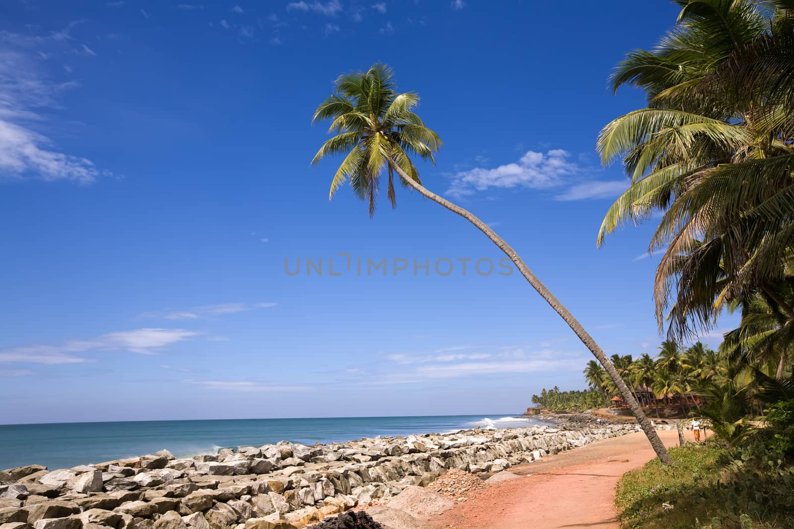 Green palm on the beach in India, Kerala over ocean and blue sky