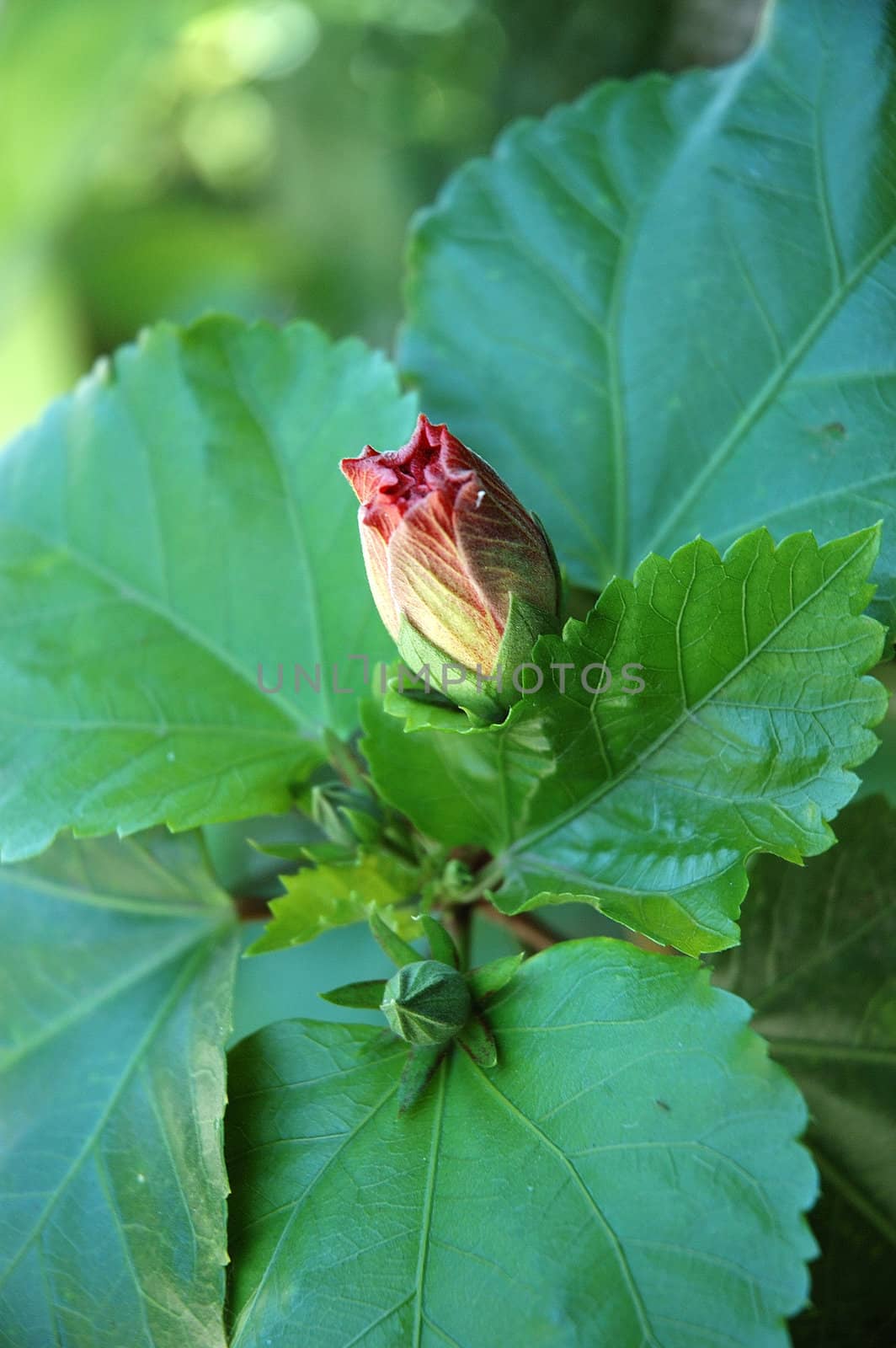 tropical flower that growth well in indonesia