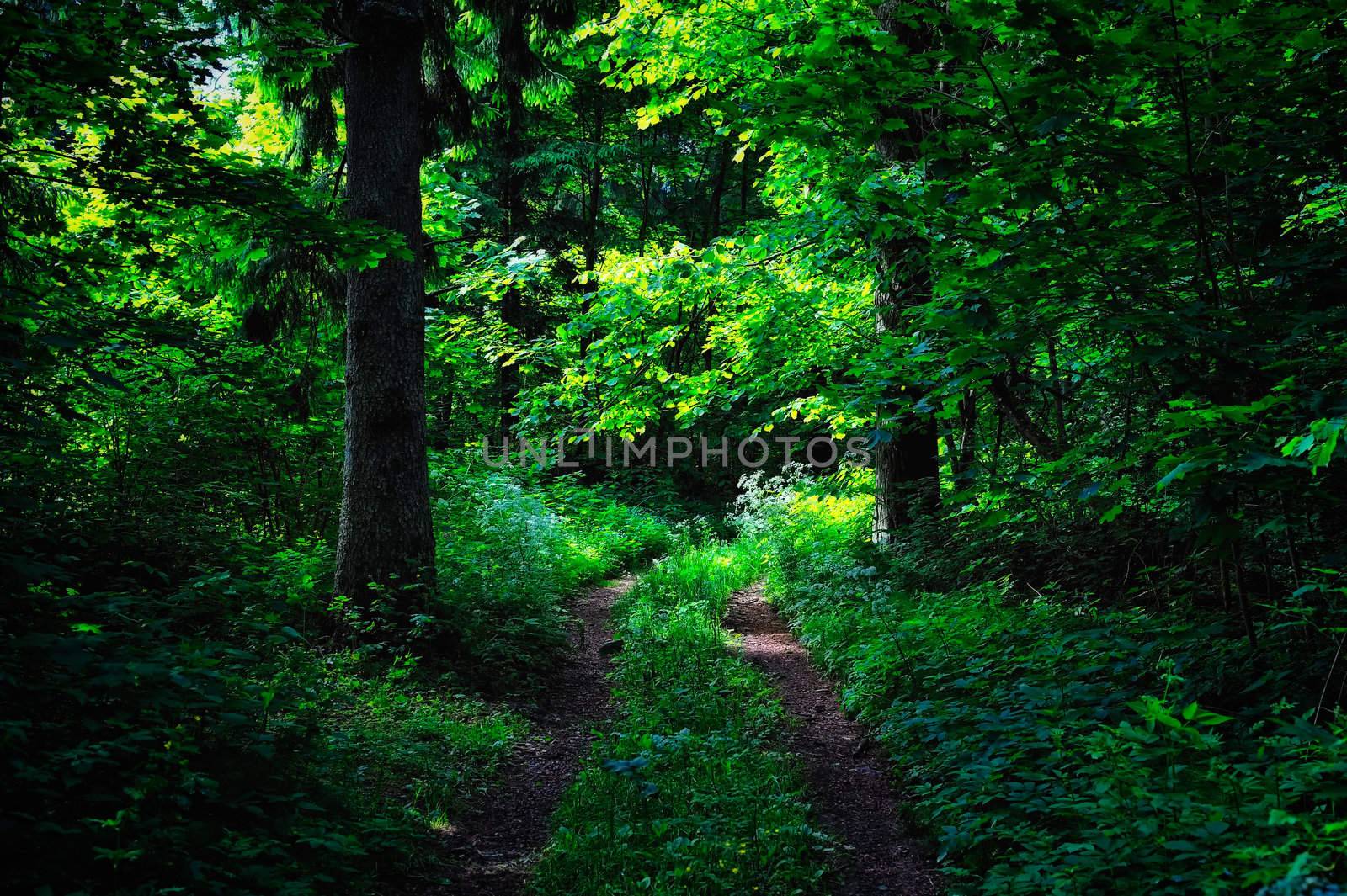 Double track in the dark summer forest