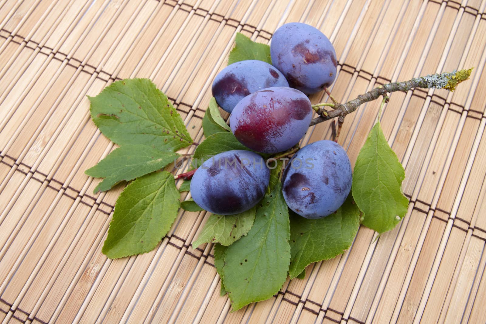 Plum branch by Nikonas