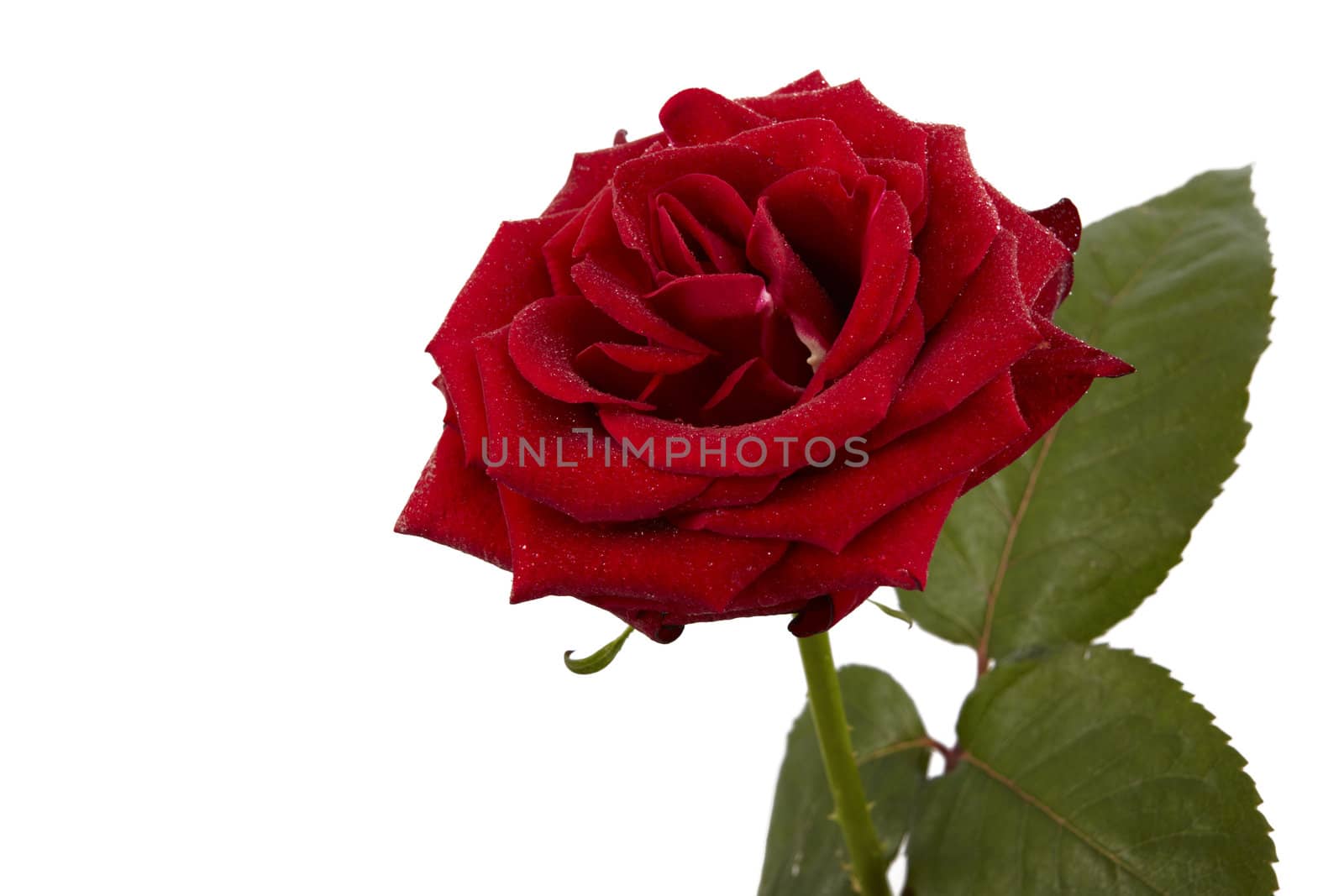 Single red rose isolated in white background