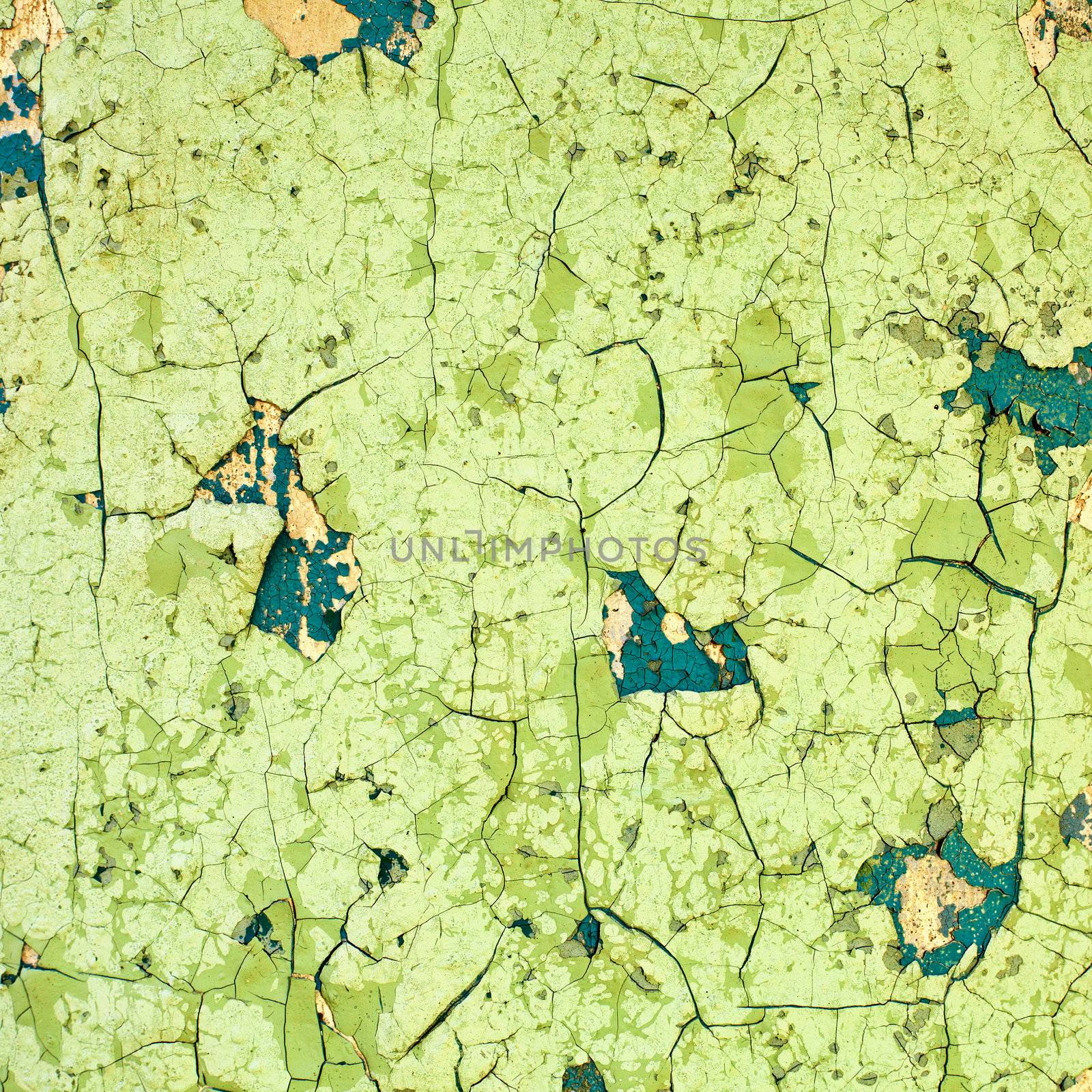 The surface of an old wall covered with cracked paint - a square texture