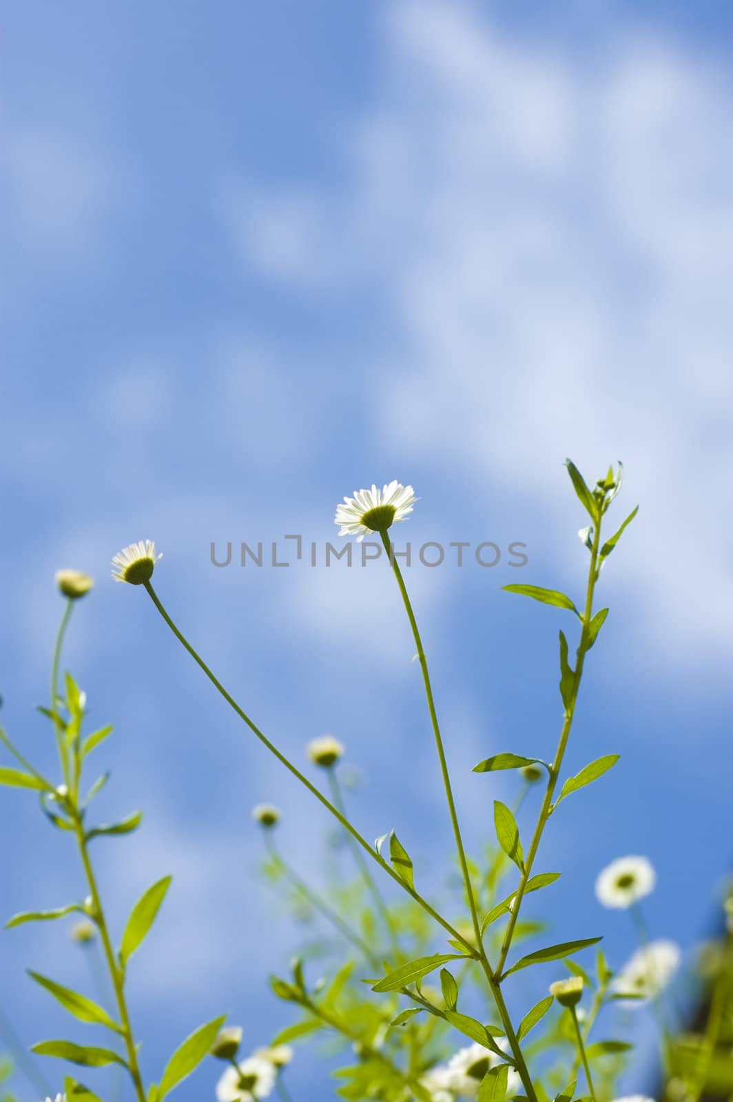 small white daisy
