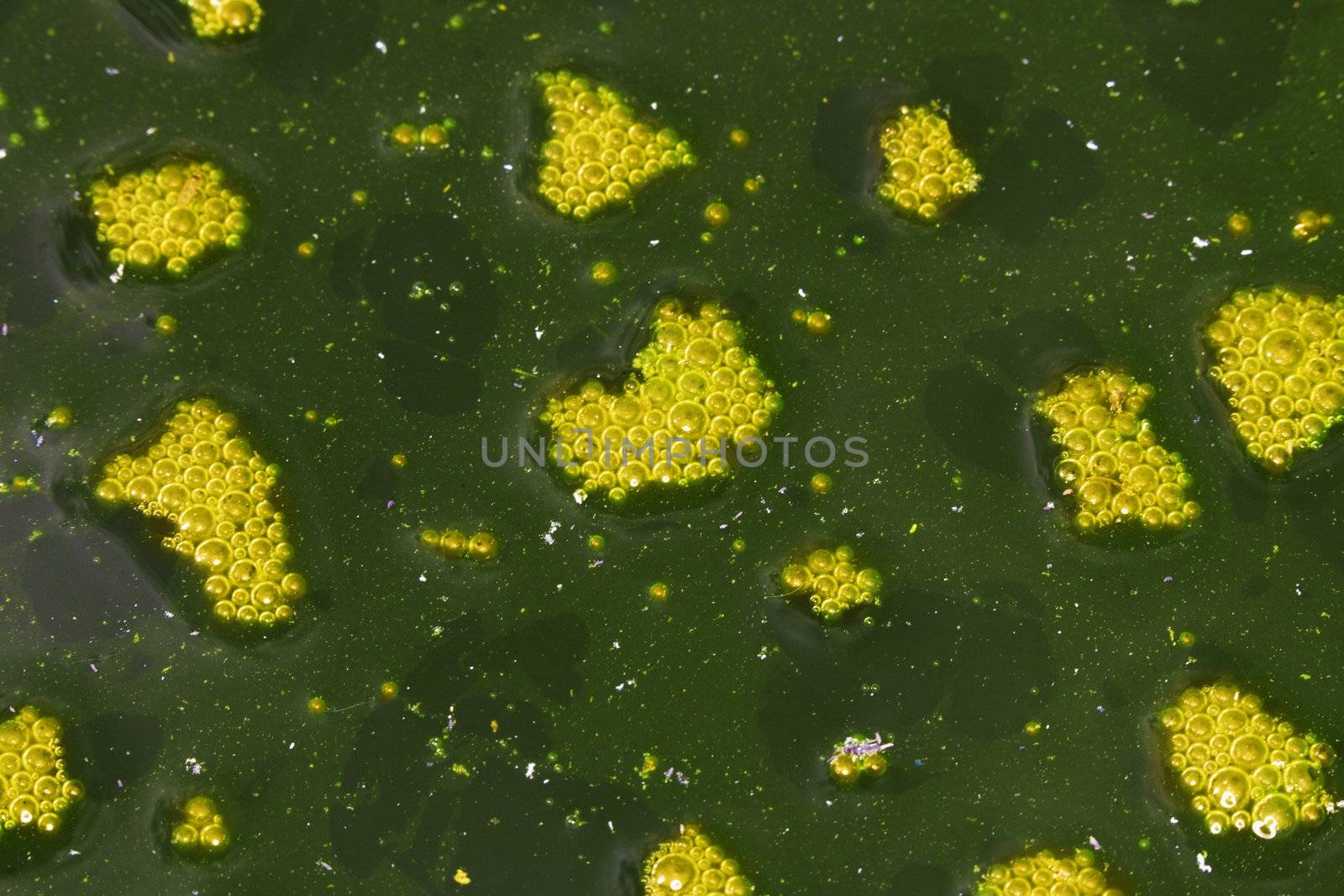 The surface of the muddy water with flakes of foam