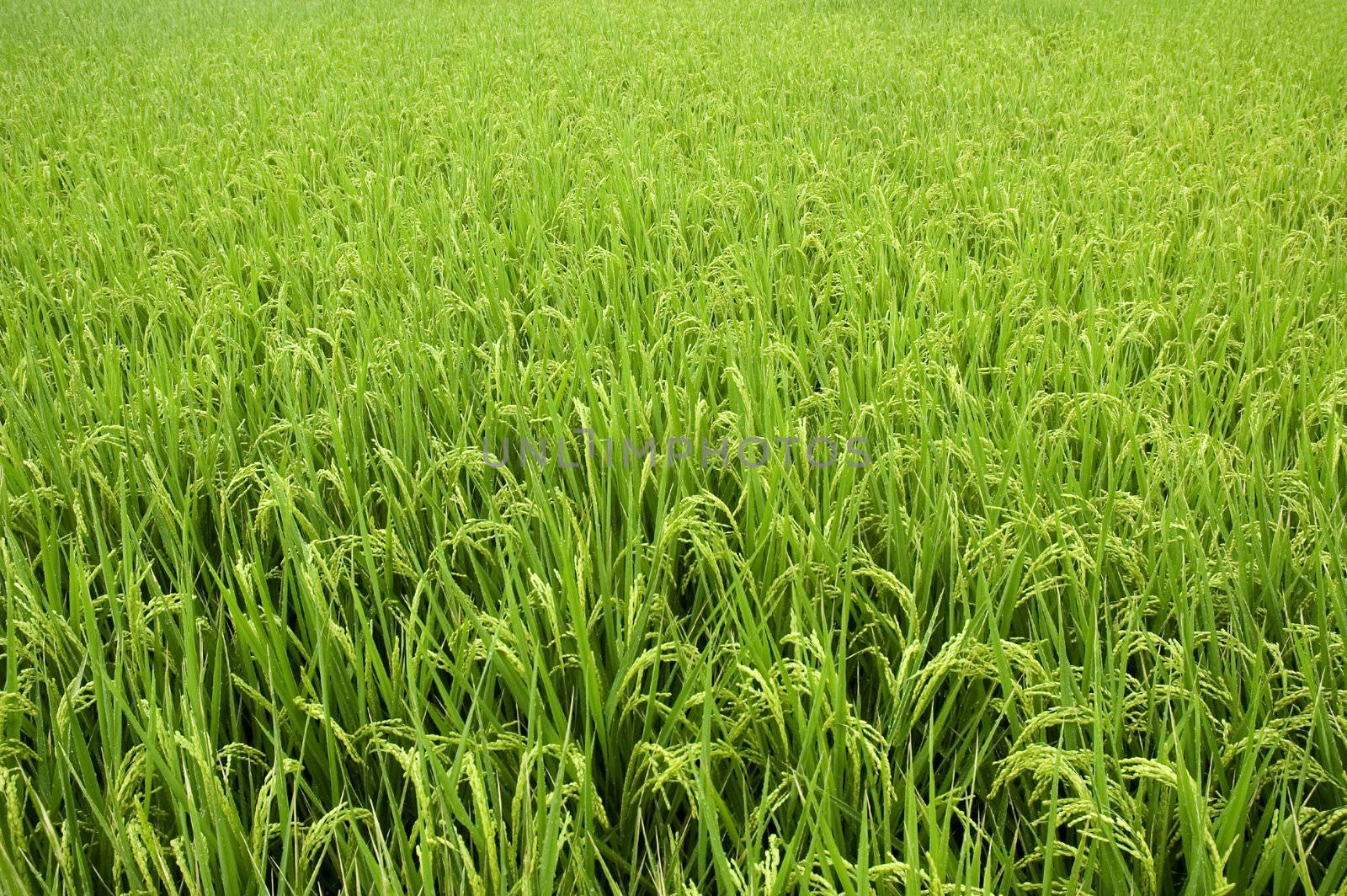 Paddy rice field