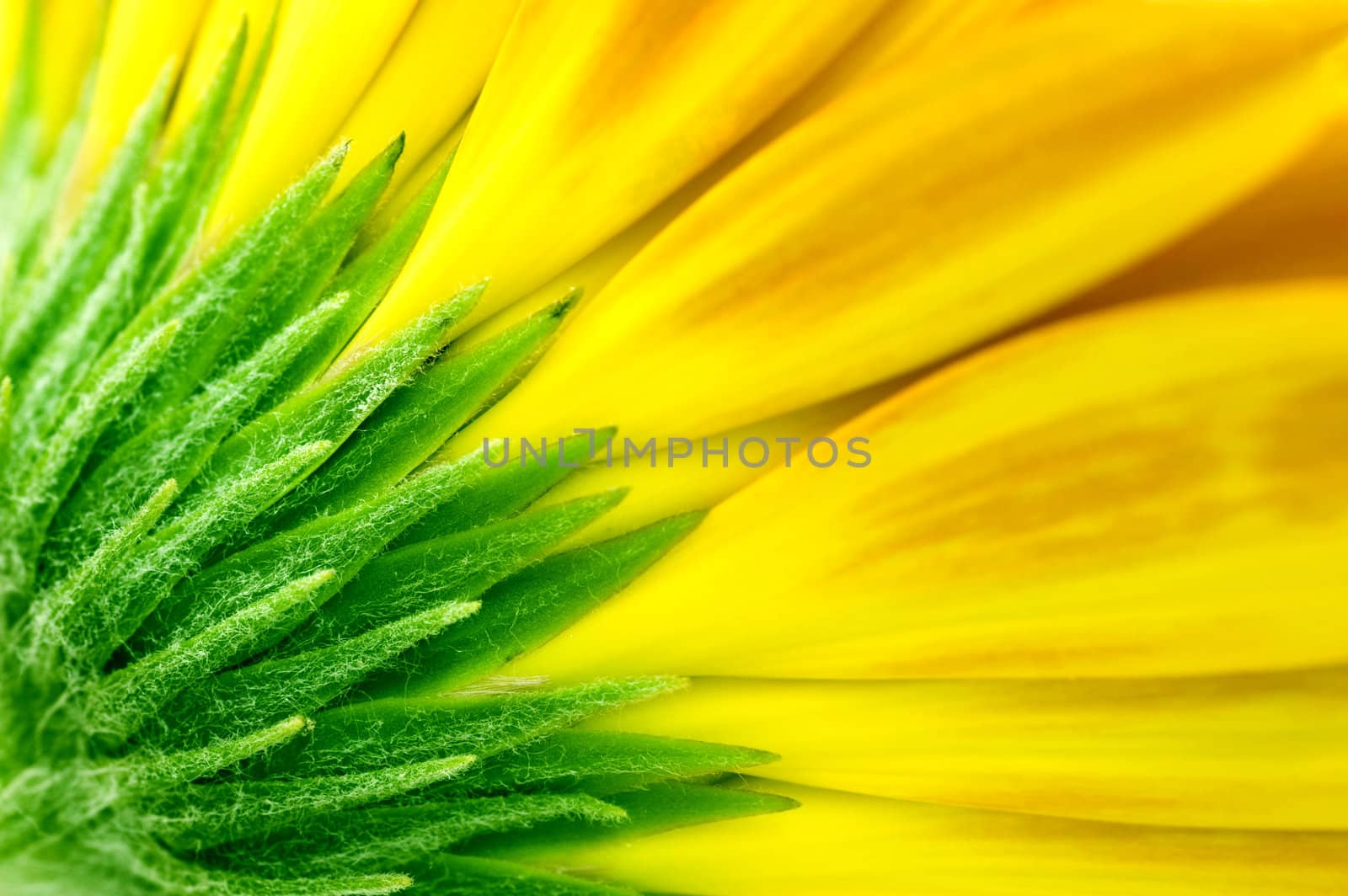 closeup of yellow Gerbera Jamesonii Bolus flower