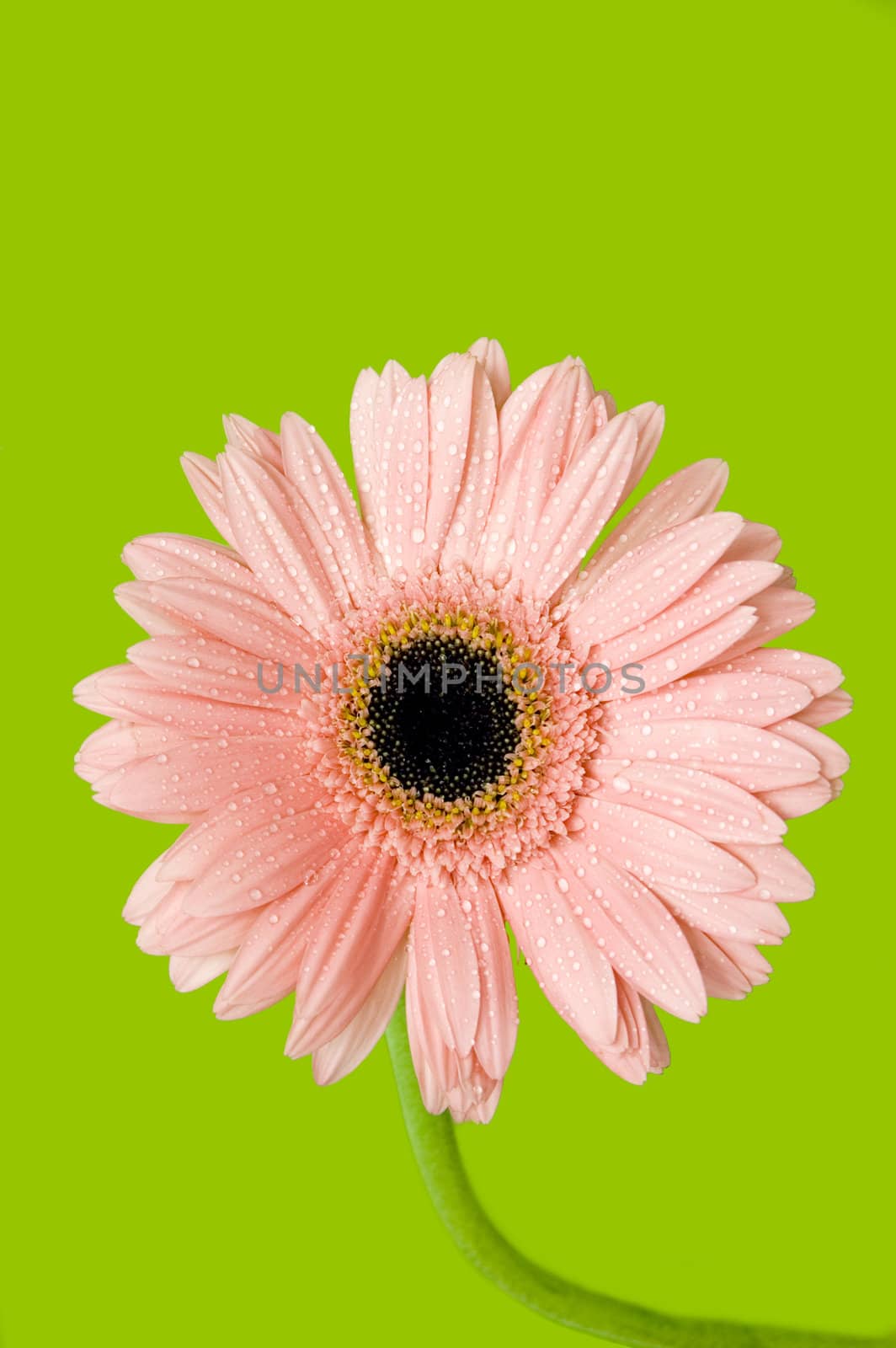 pink gerber isolated on green background