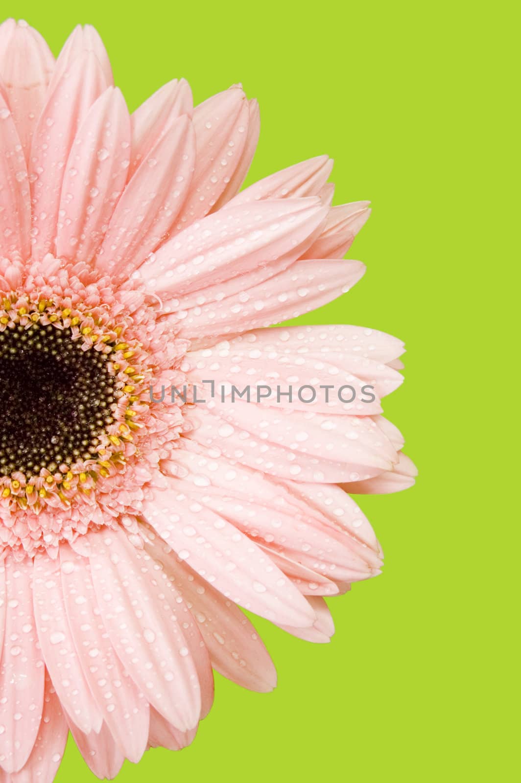 pink gerber isolated on green background

