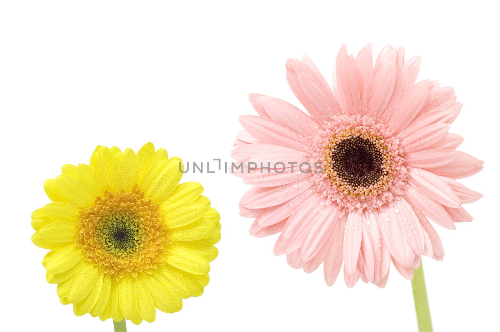 gerber daisy