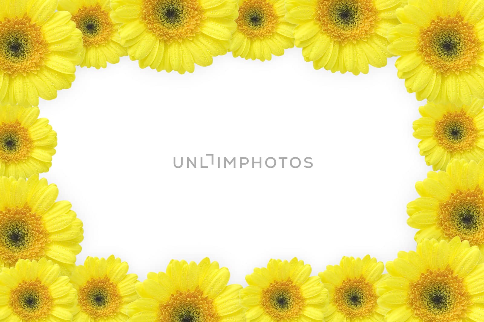 flowers frame (gerbers)