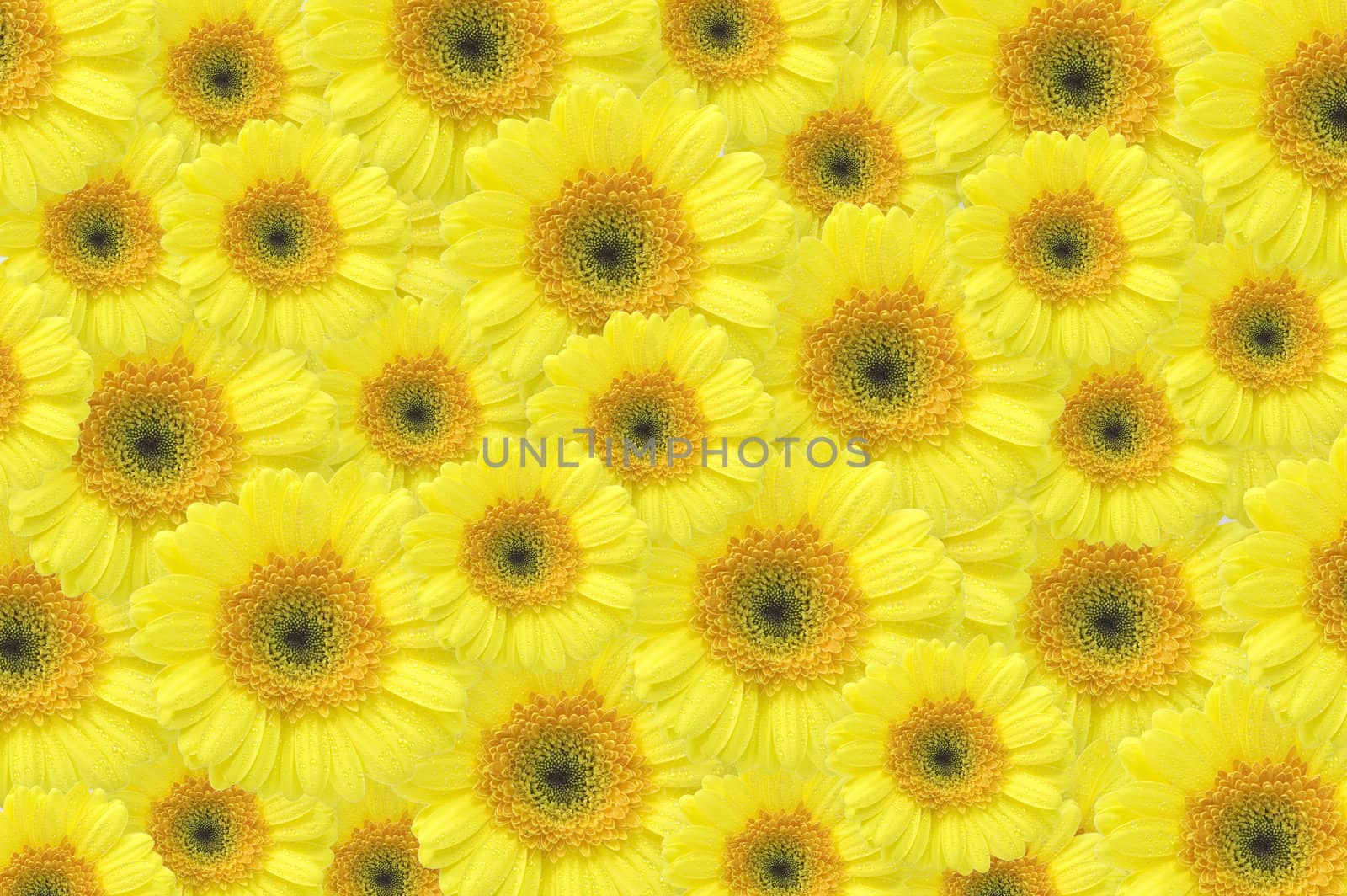 yellow gerber background