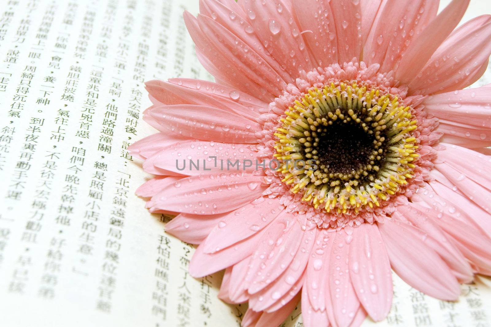 pink gerber on chinese book