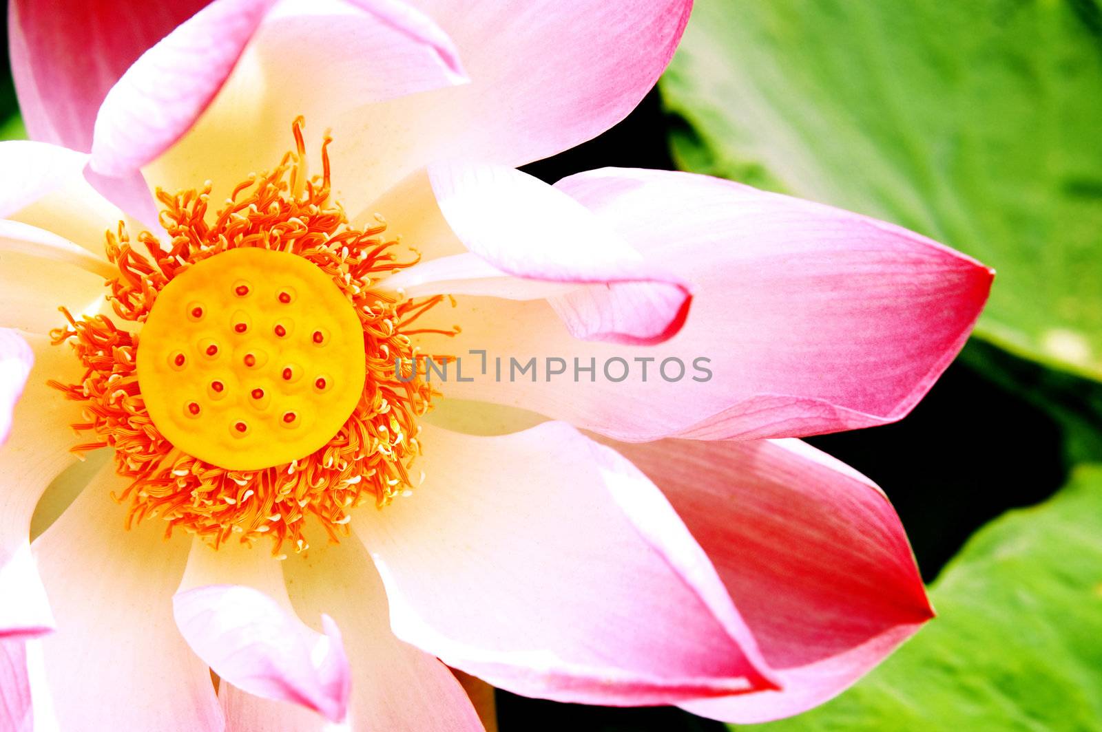 beautiful pink lotus