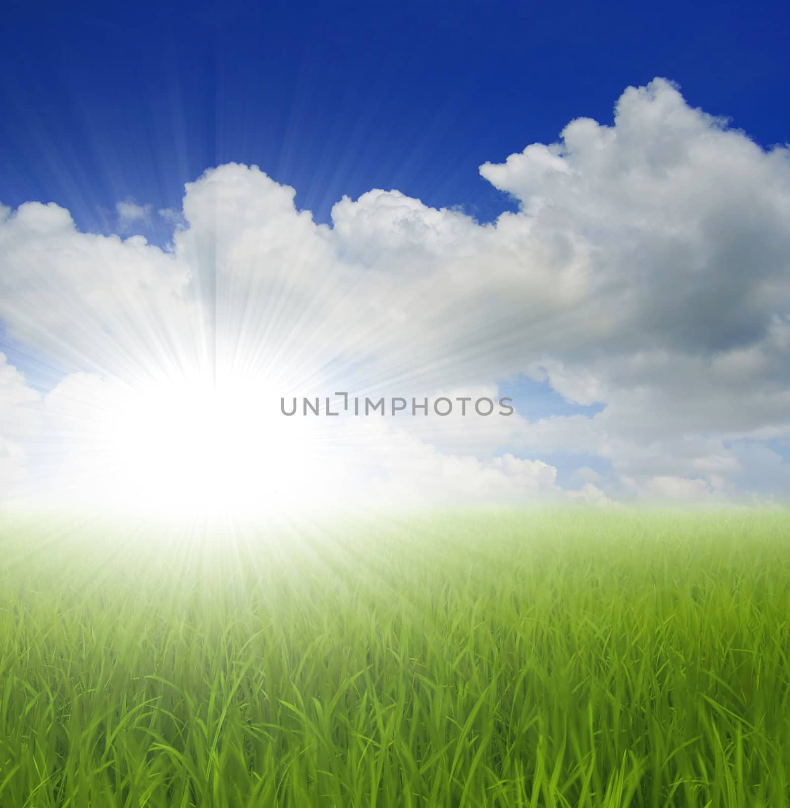 green grass and sky