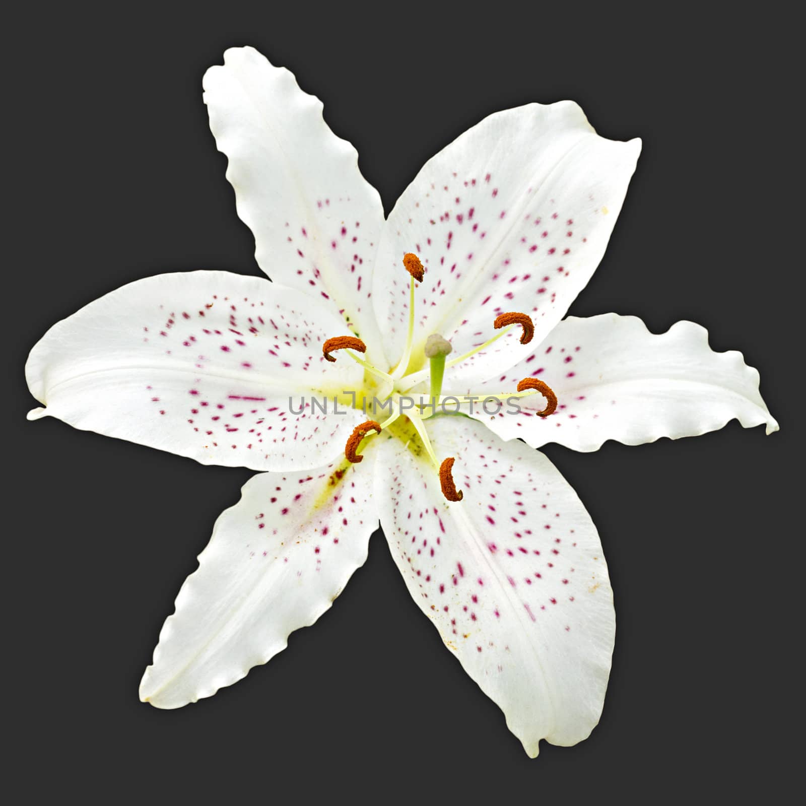 white lily flower royal isolated on black background