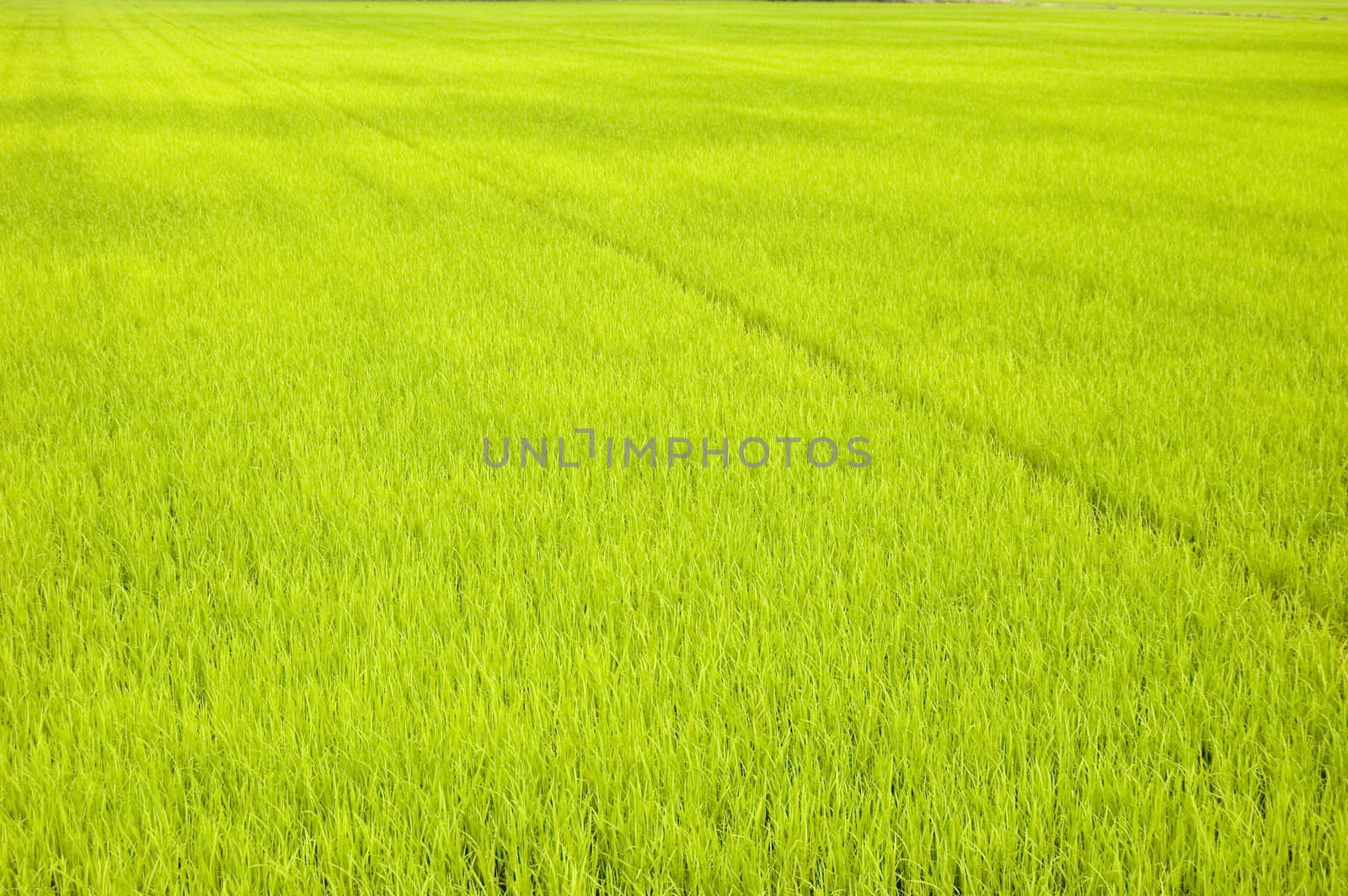 green paddy field (early stage)