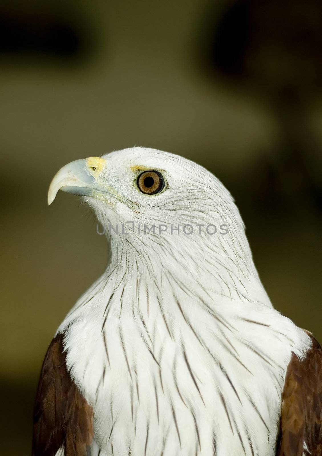 eagle portrait by szefei
