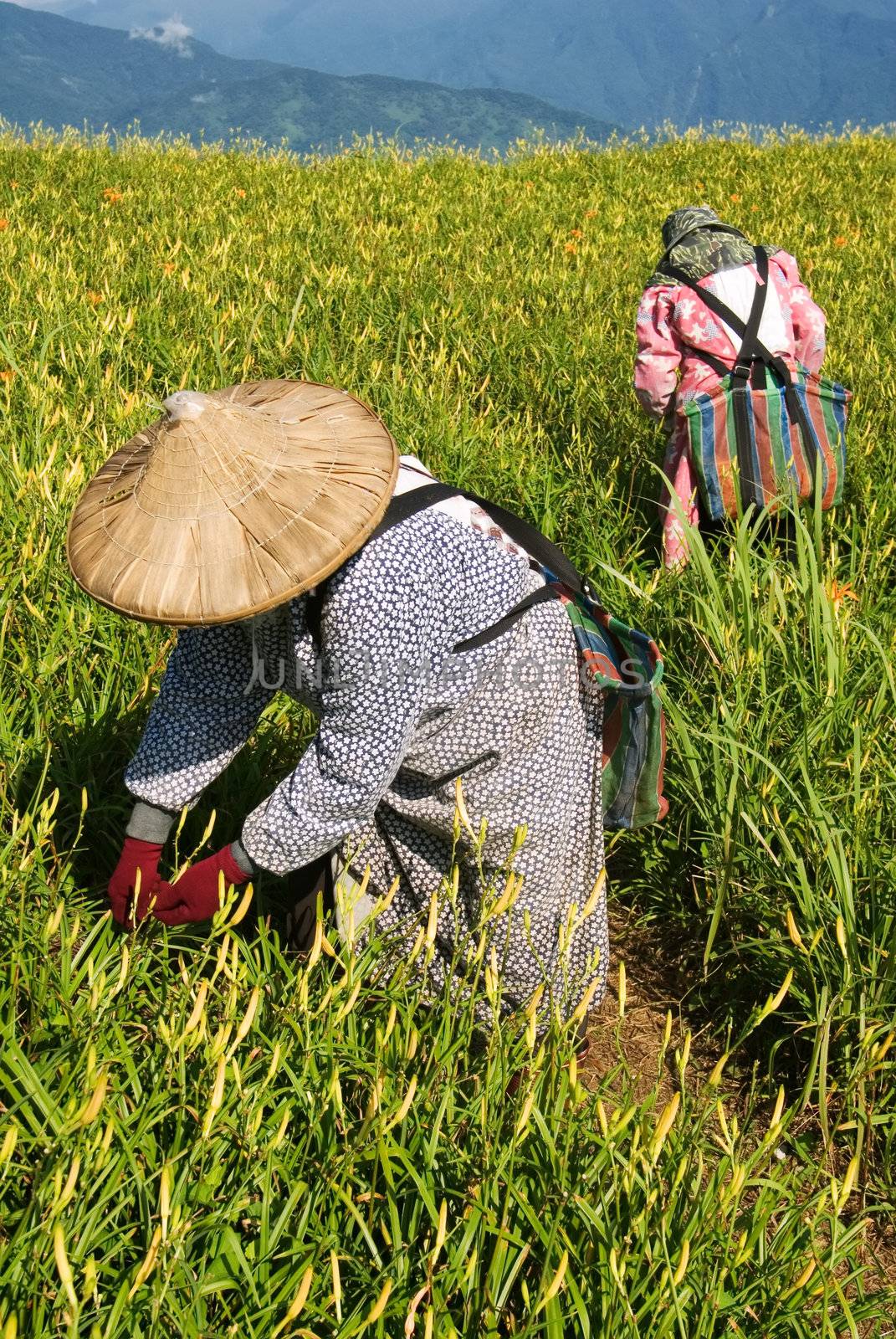 Tiger lily famer working in the farm.