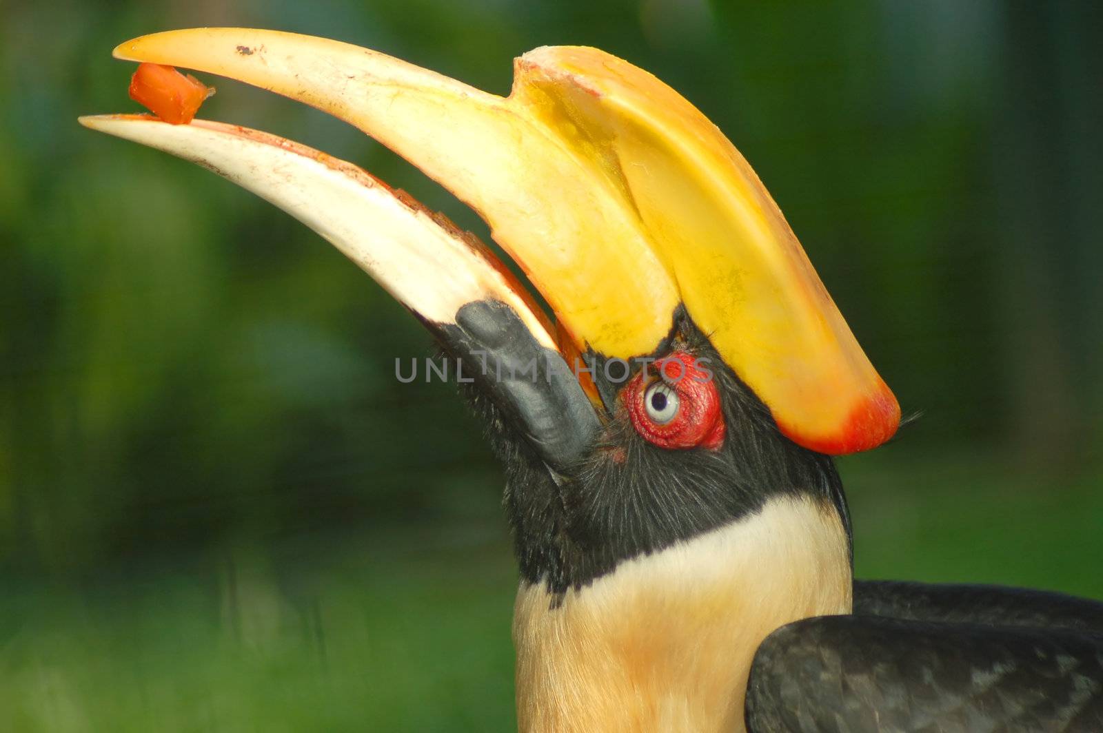 hornbill feeding papaya