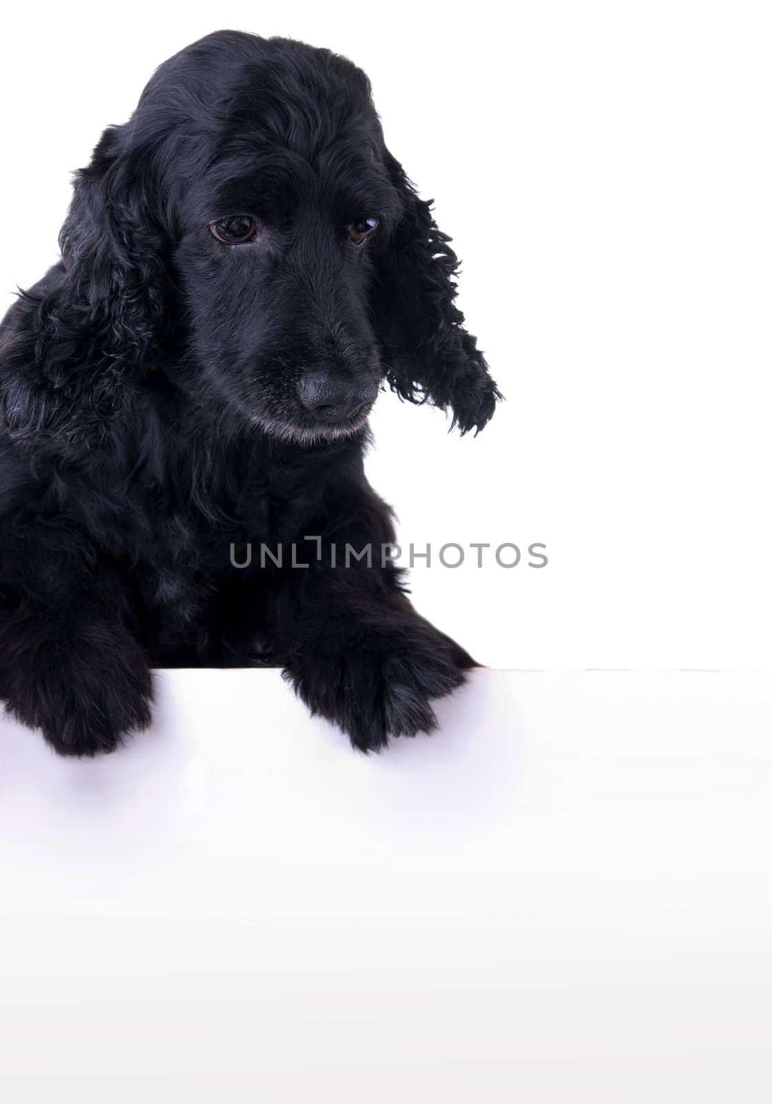 Hungry Cocker Spaniel Dog looking down to white banner. Add your text underneath.