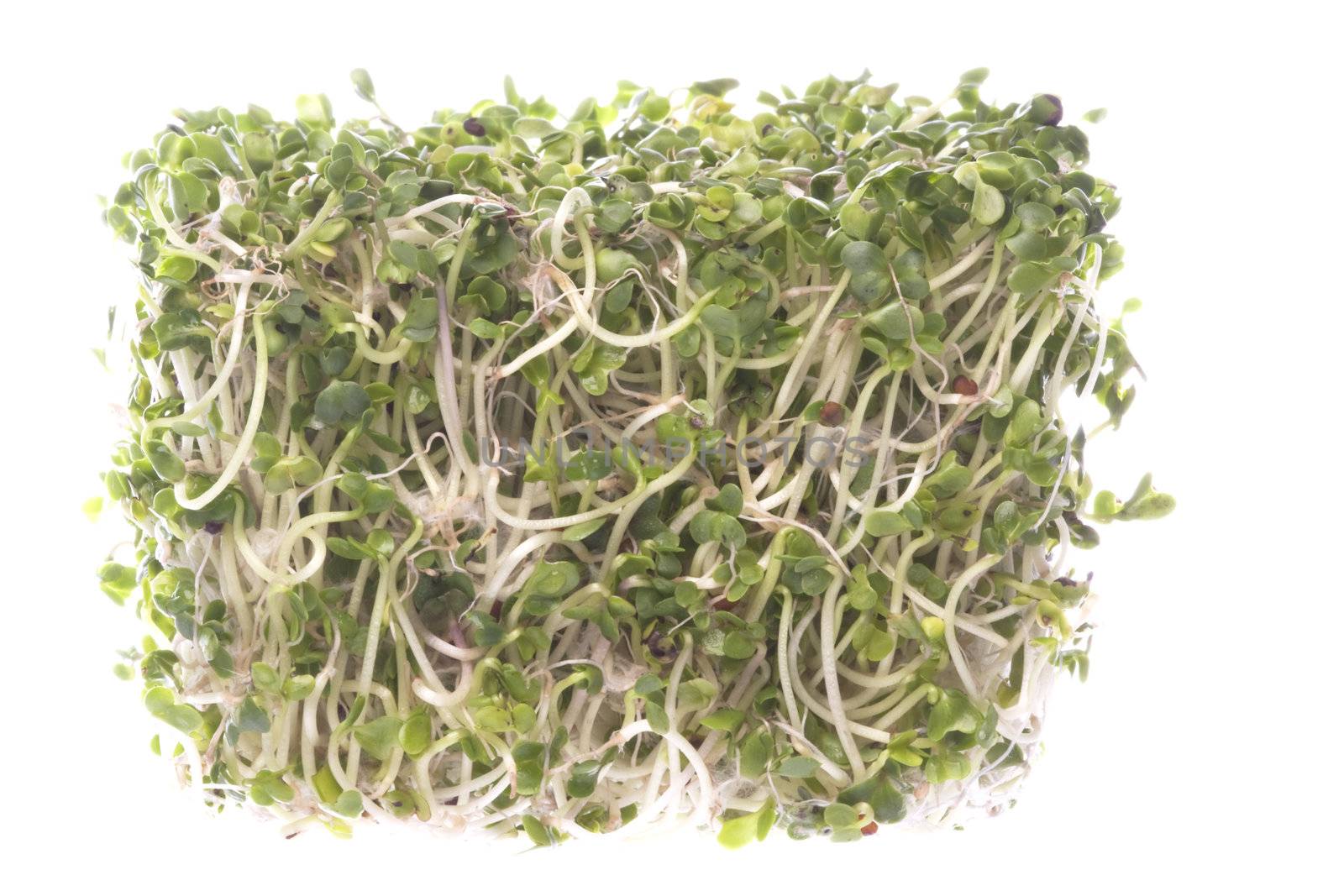 Broccoli Sprouts Macro Isolated by shariffc