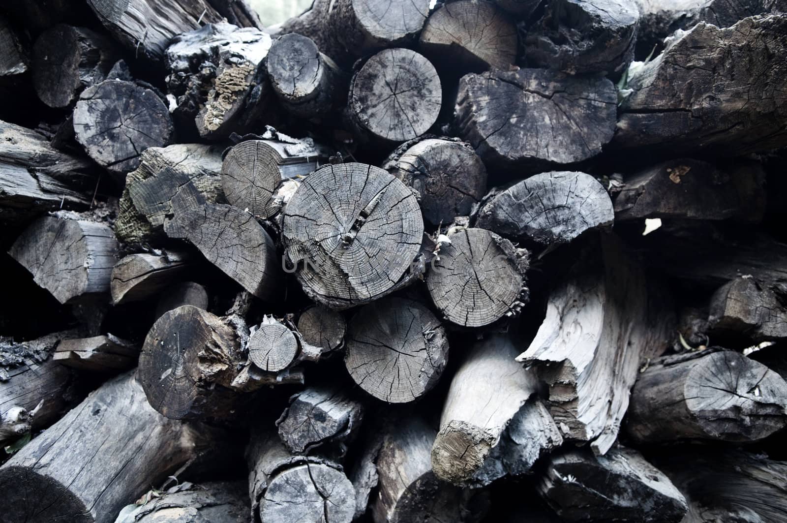 Stacked and cut logs for firewood, India.
