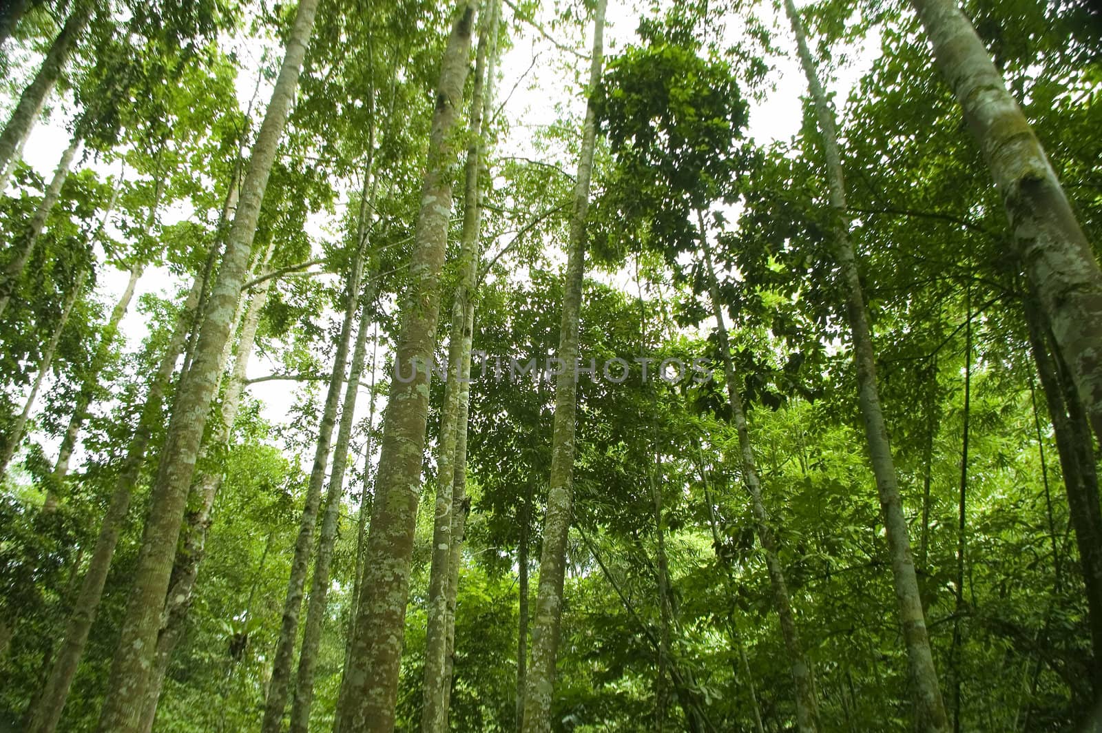 green forest