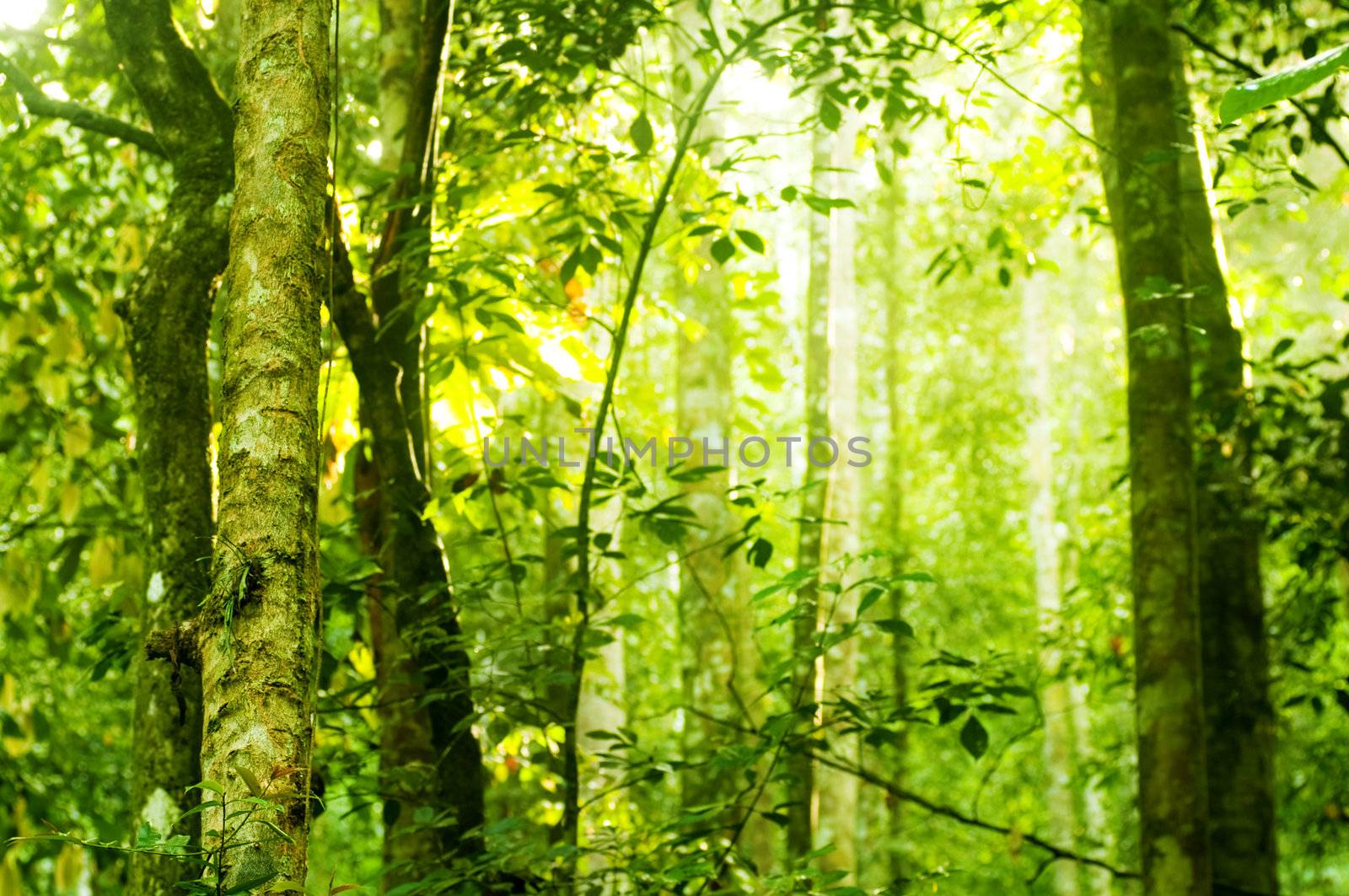 Tropical dense forest with morning sunlight shine on to it.